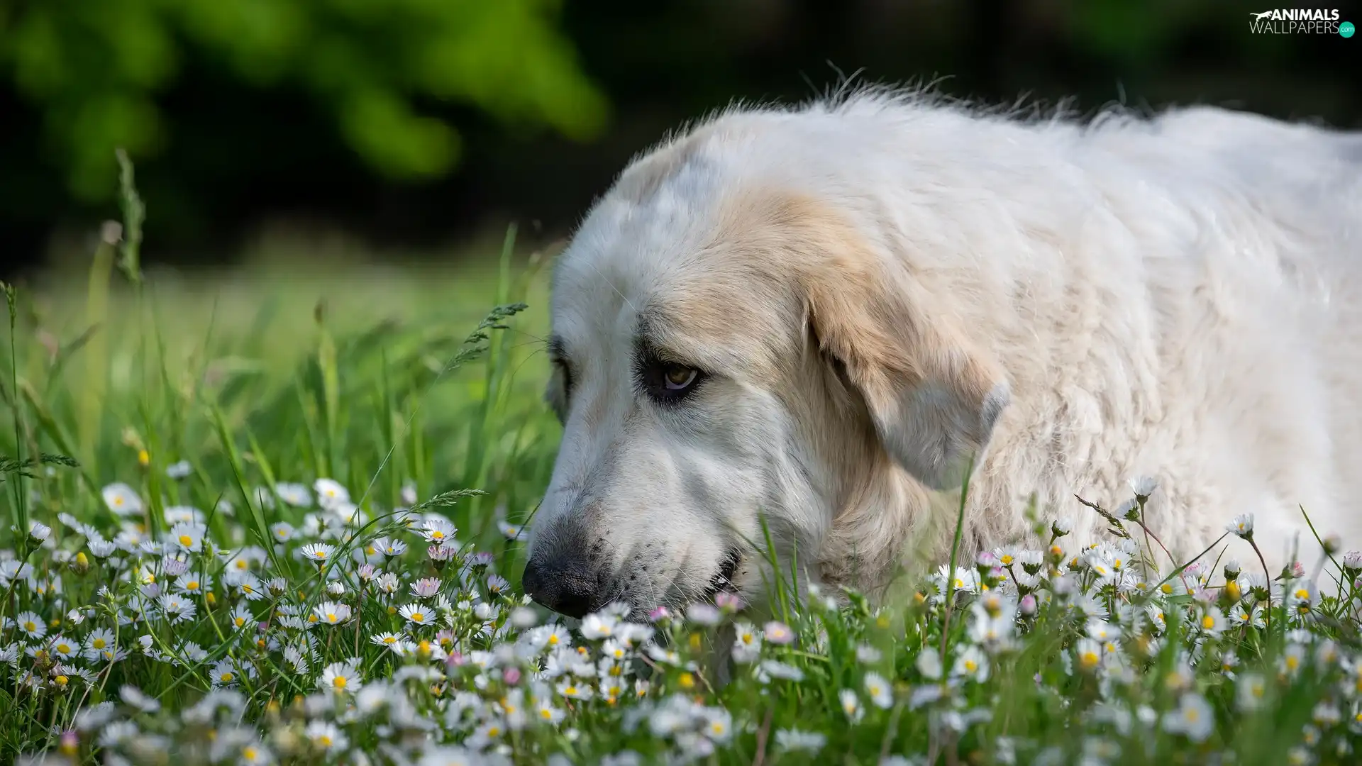 dog, grass, daisies, Pyrenean Mountain Dog