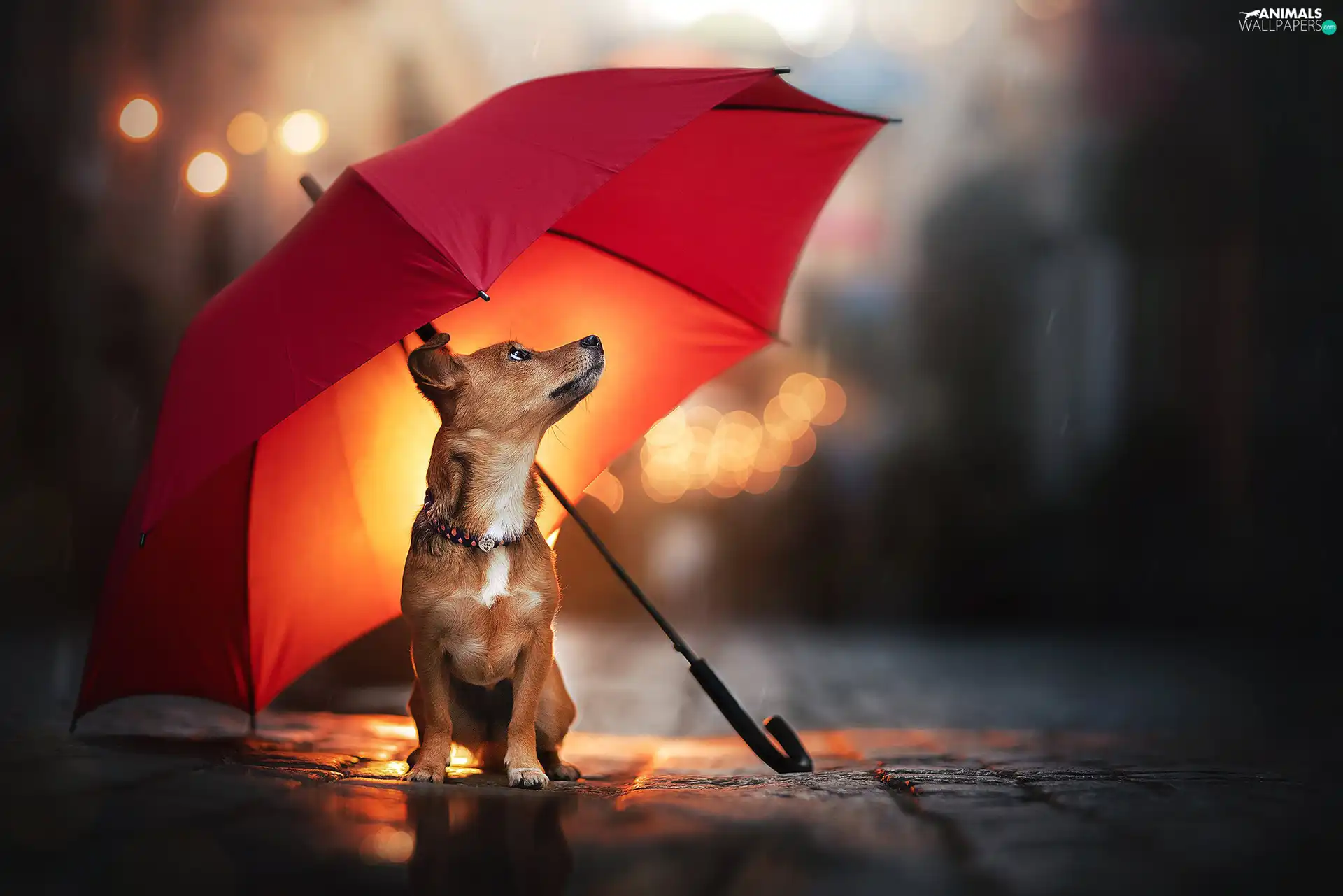 dog, Umbrella, Rain, Red