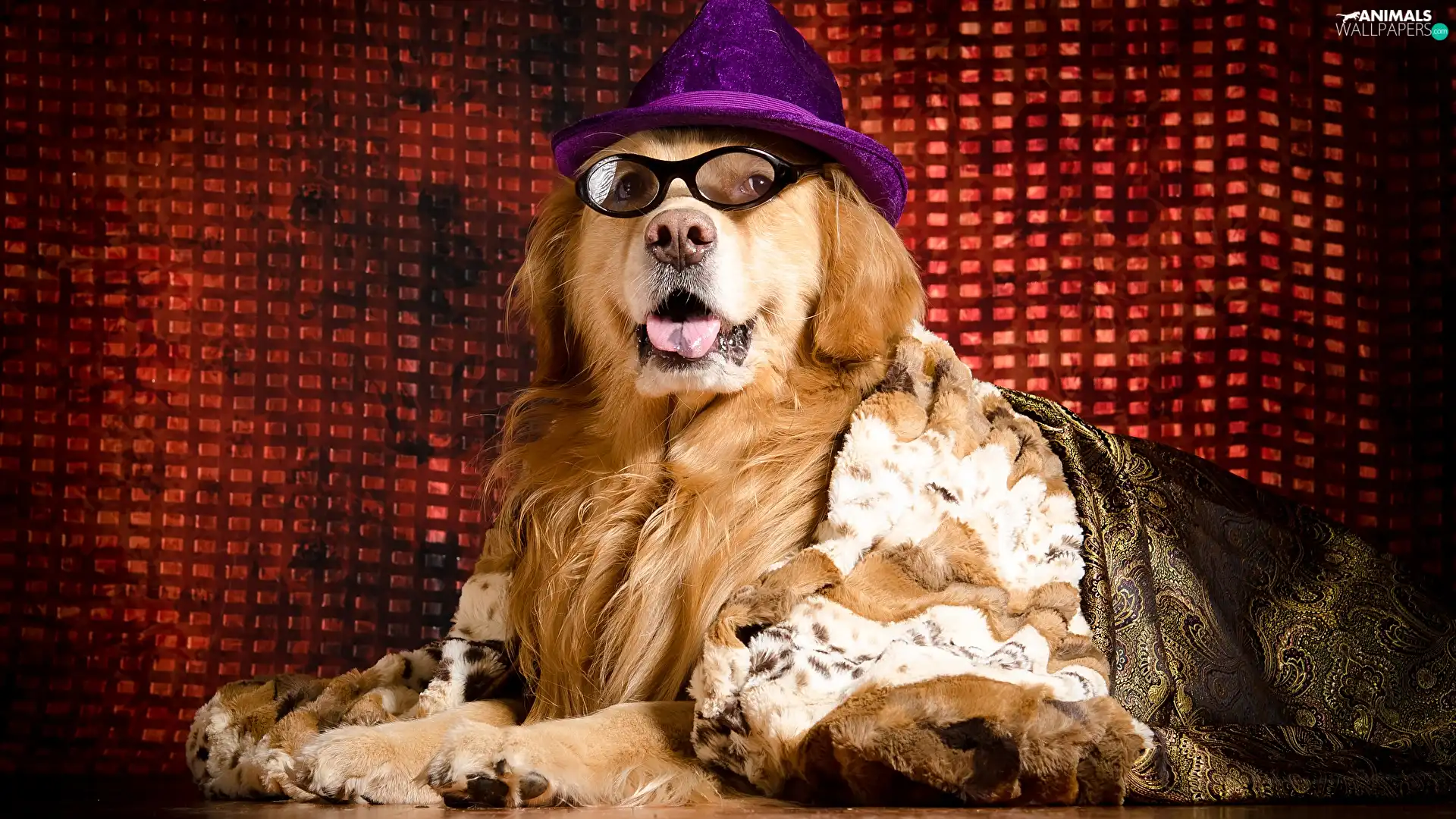 Glasses, coverlet, Golden Retriever, Hat, dog