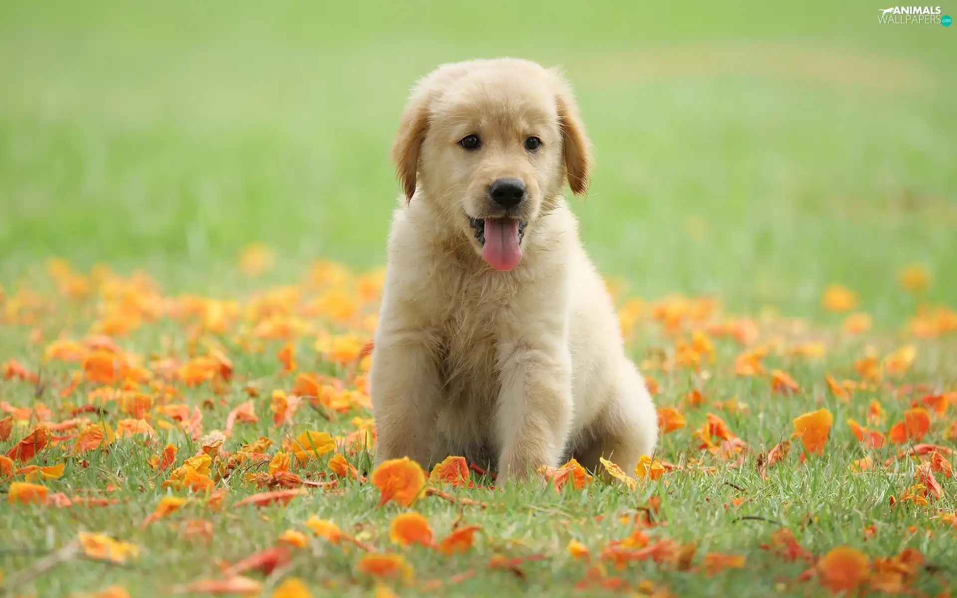 Meadow, Leaf, Golden Retriever, tongue, Puppy