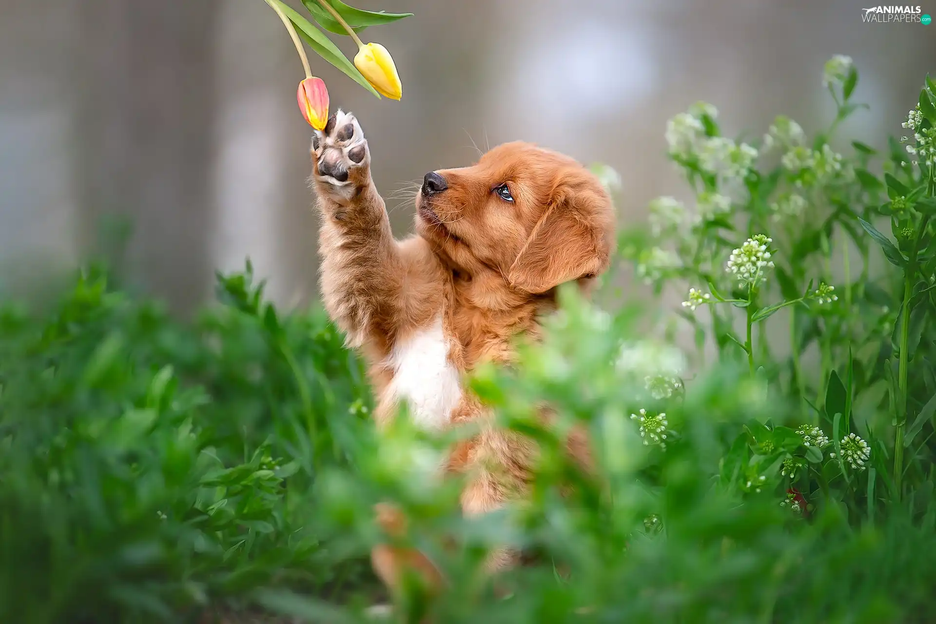 Flowers, Tulips, Puppy, Retriever Nova Scotia, dog