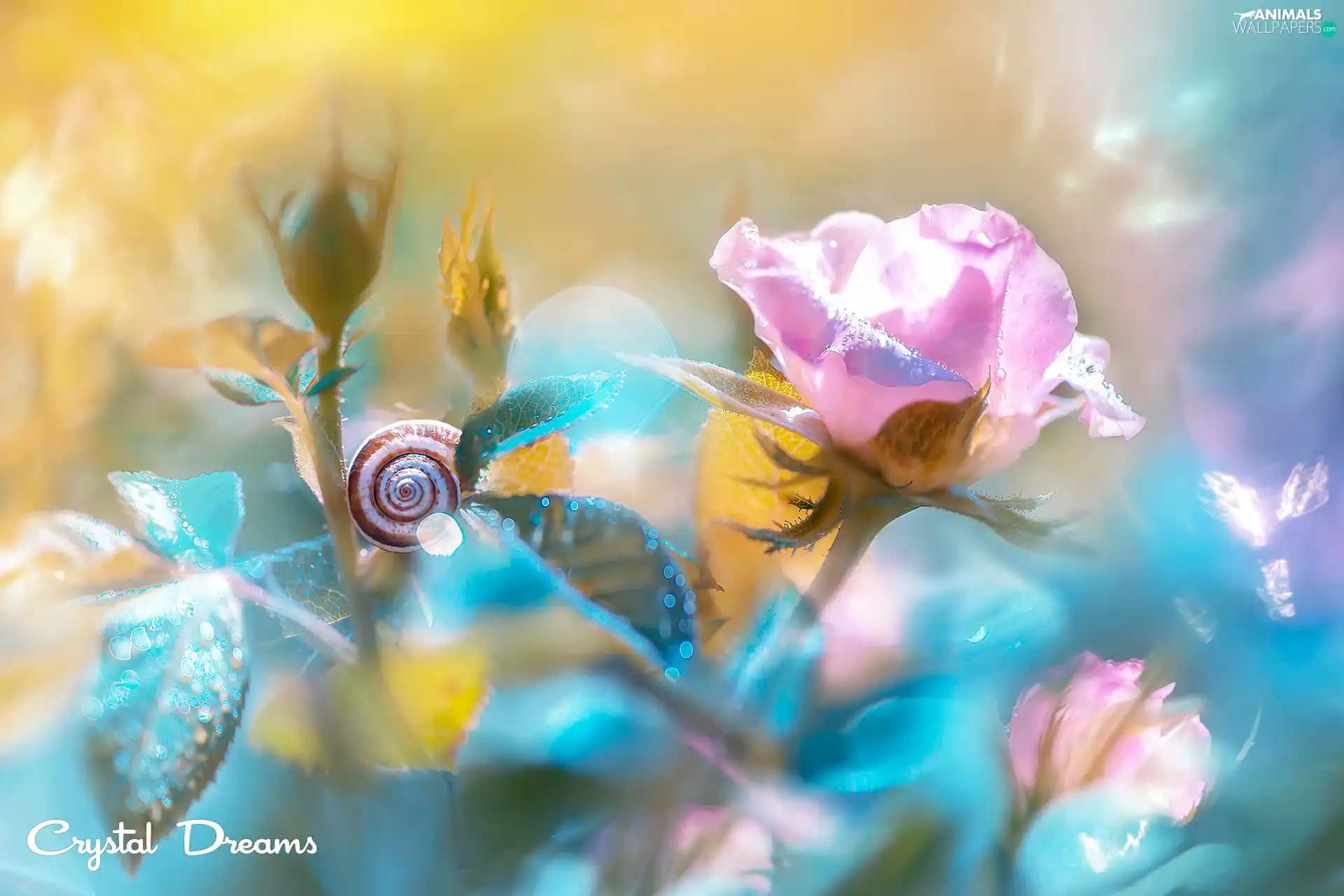 Flowers, snail, blur, rose