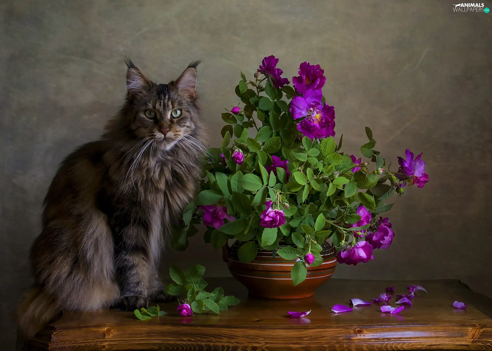 cat, roses, bowl, Maine Coon