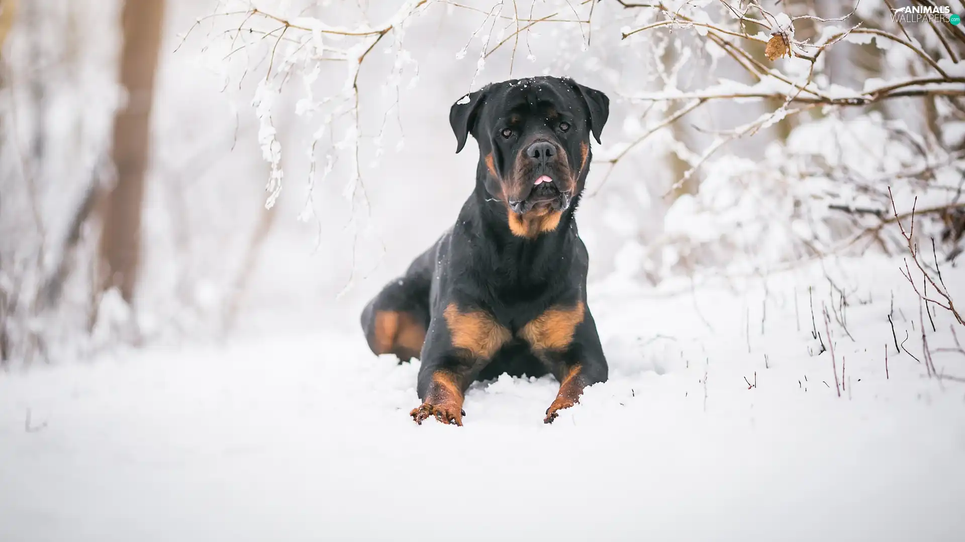 dog, snow, Twigs, Rottweiler