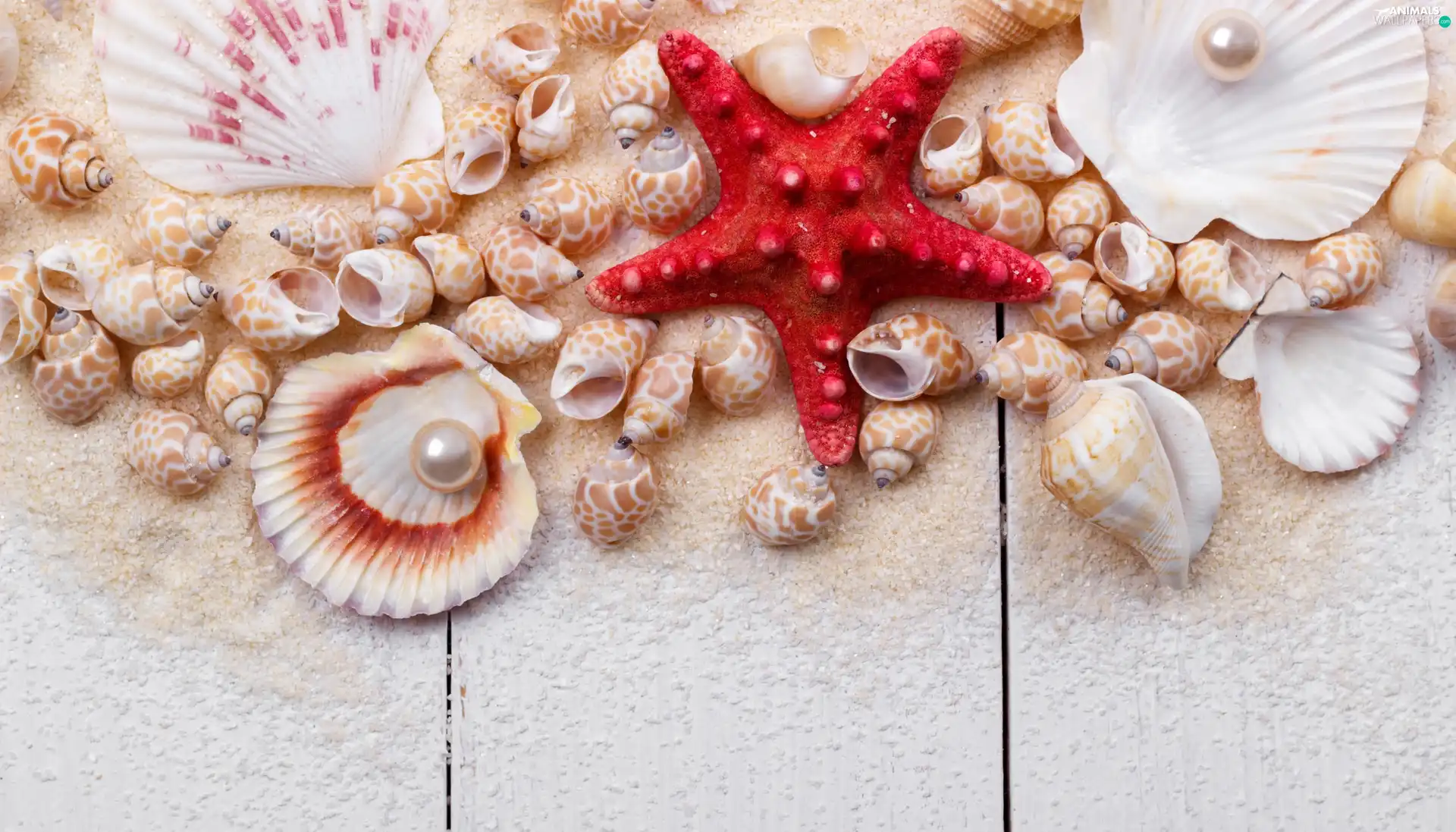 Shells, Sand, Shells, Pearl, starfish