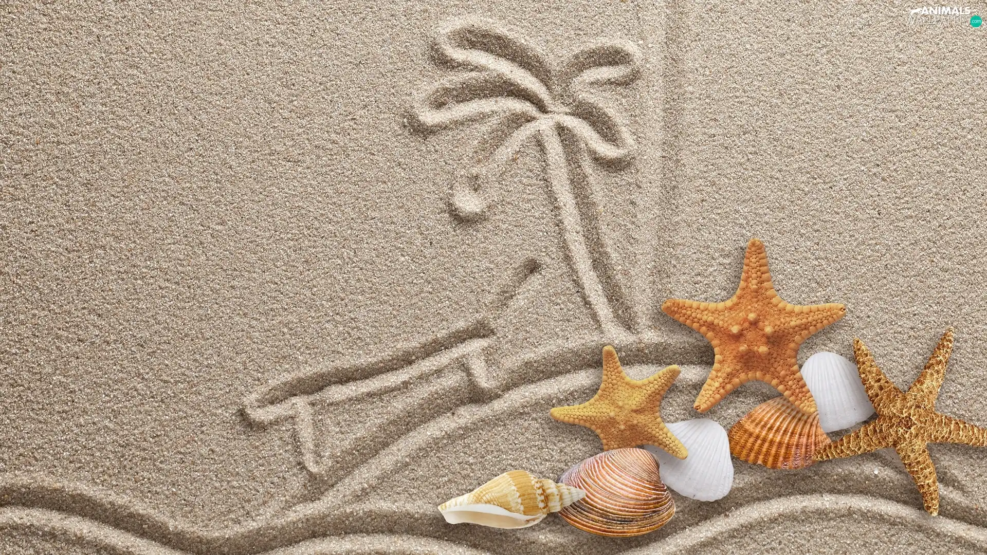Sand, starfish, composition, Shells