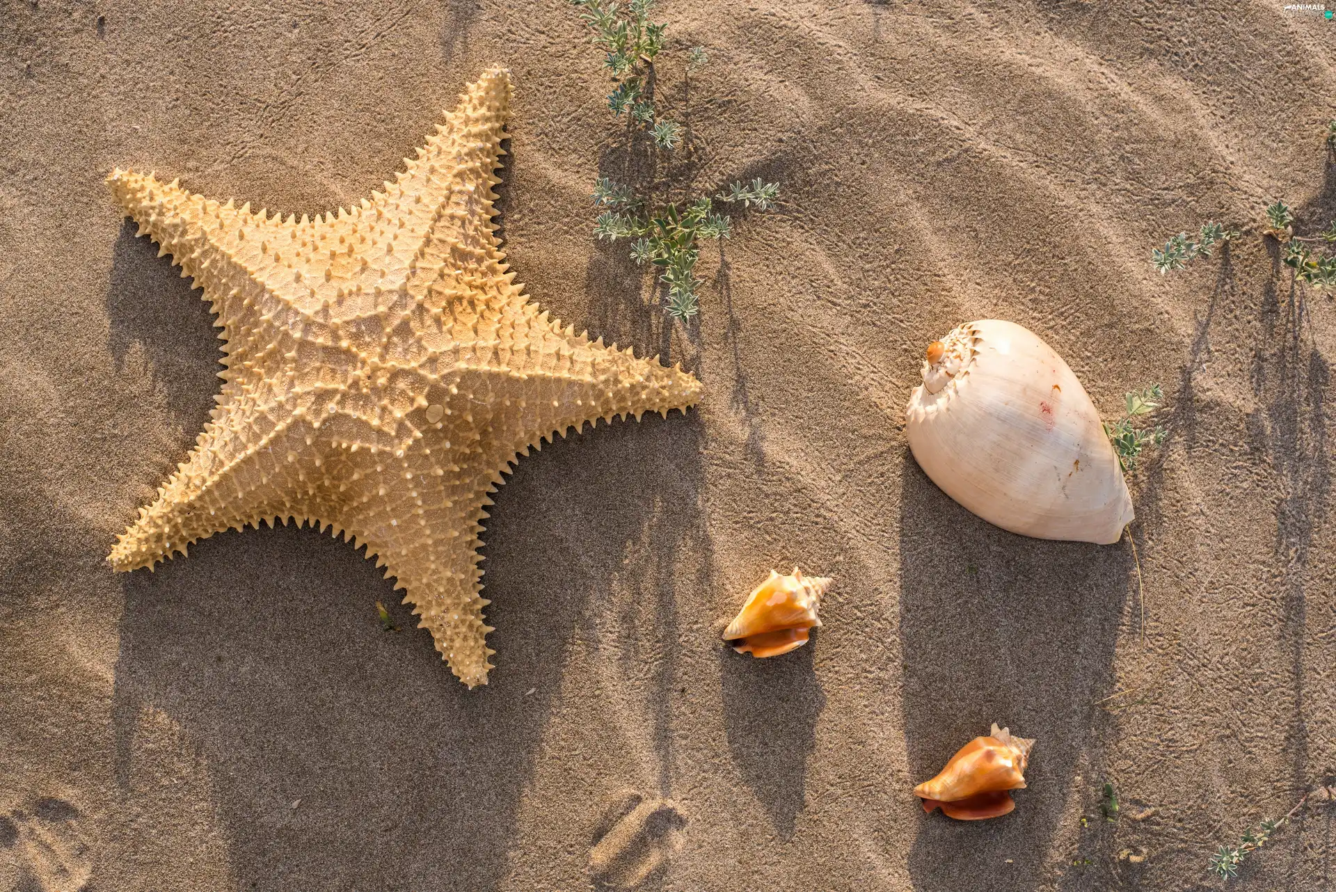 starfish, Plants, Sand, Shells