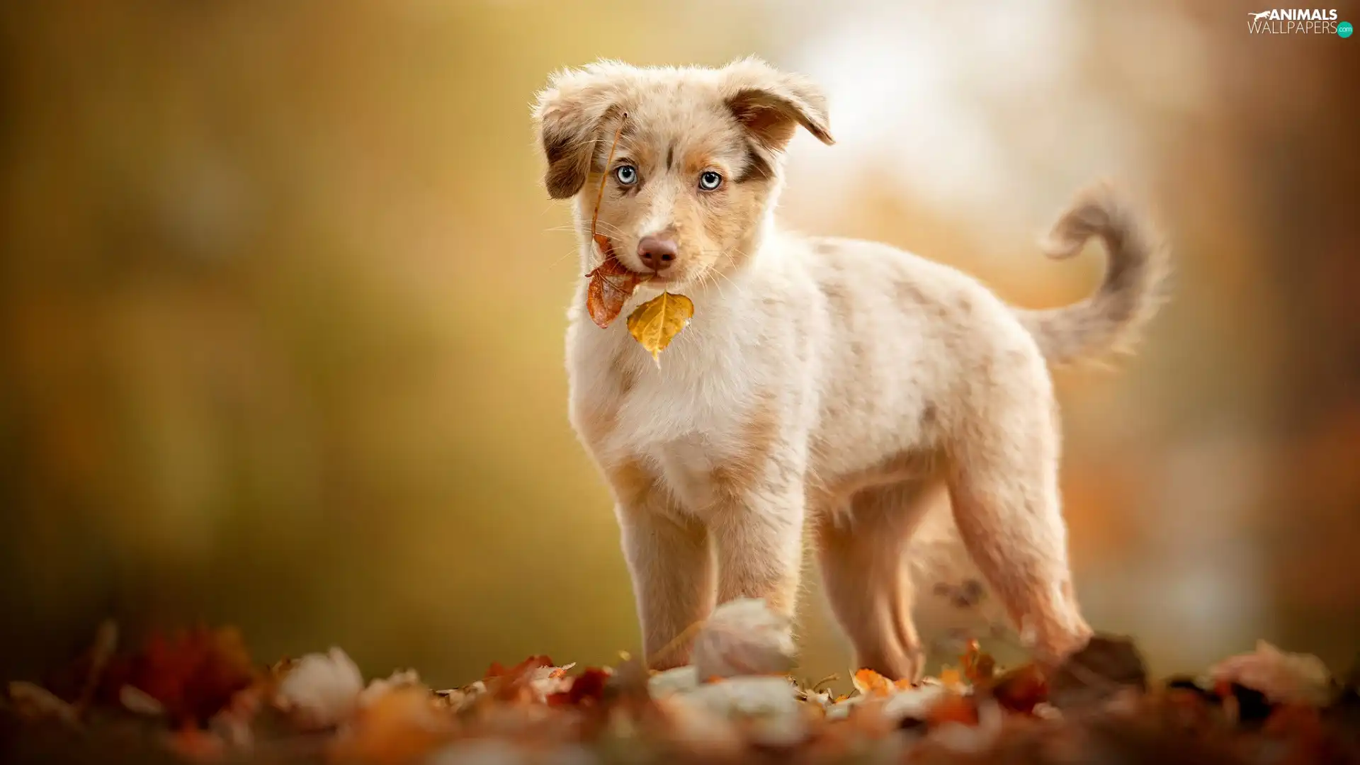 autumn, Leaf, Australian Shepherd, Puppy, dog