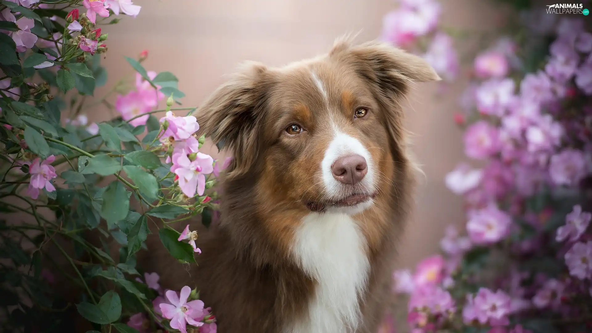 Bush, Flowers, Australian Shepherd, muzzle, dog