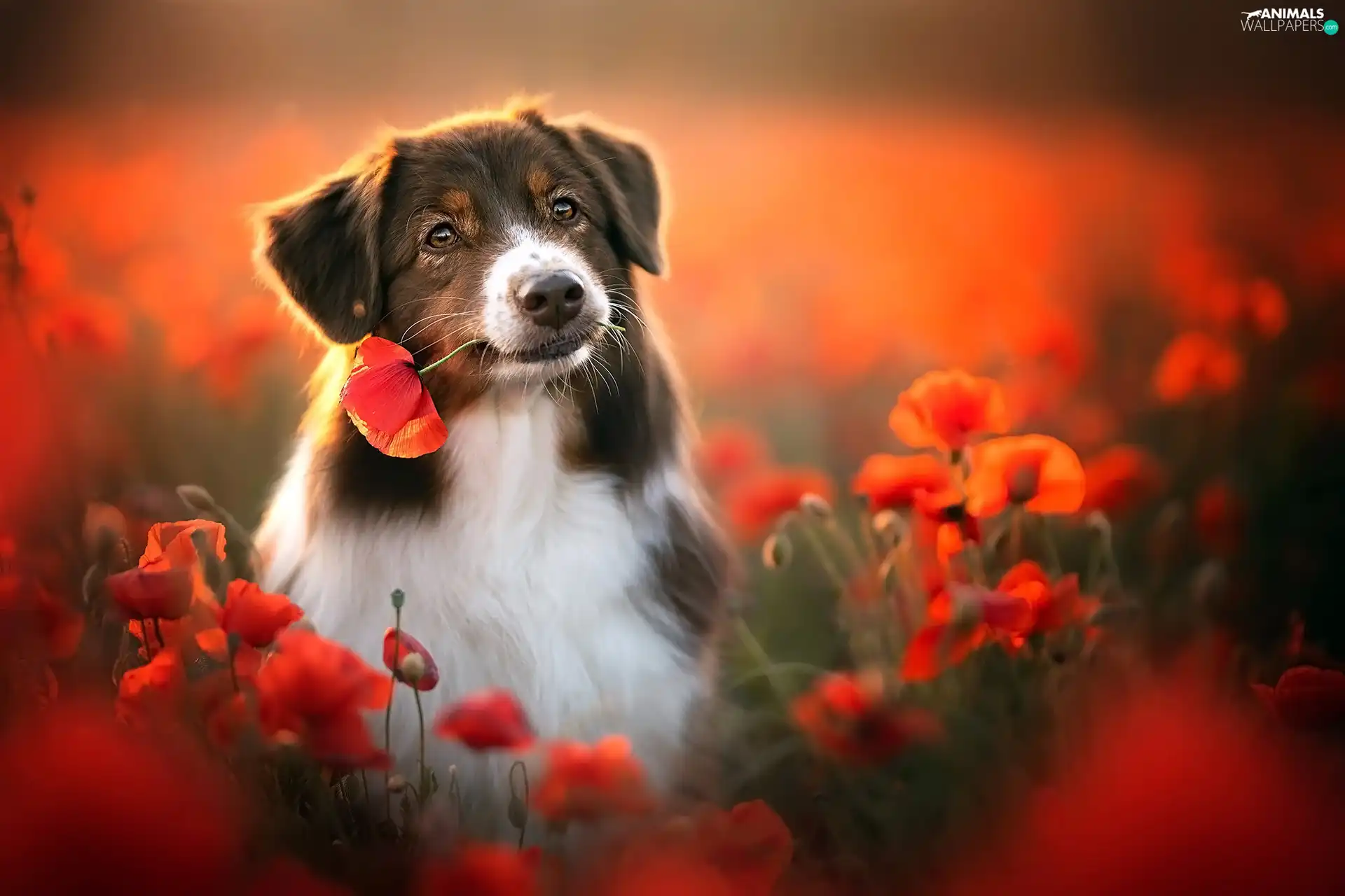 papavers, blur, Australian Shepherd, Flowers, dog
