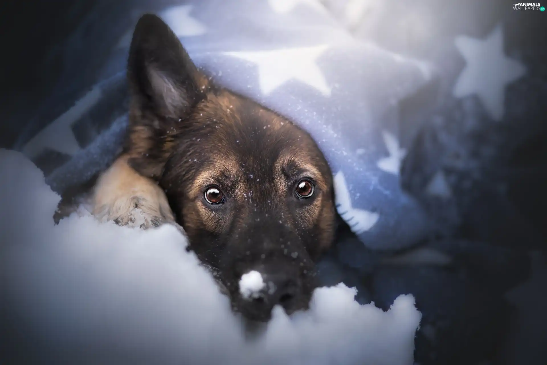 snow, muzzle, German Shepherd, Blanket, dog