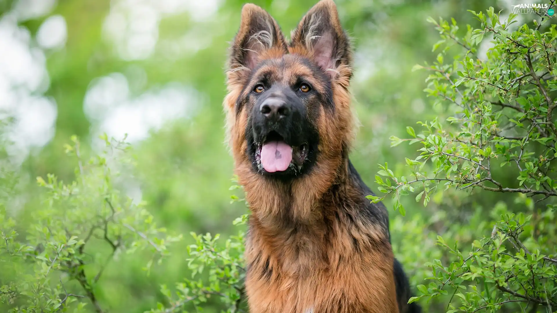 tongue, Bush, German Shepherd, muzzle, dog