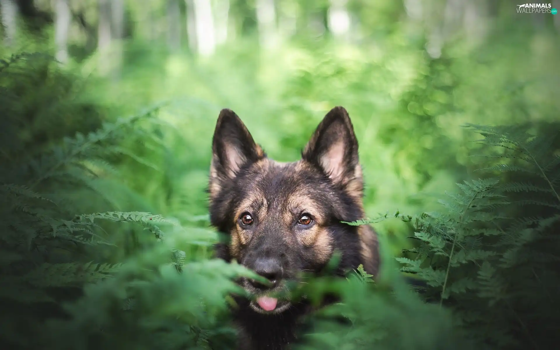 fern, dog, German Shepherd