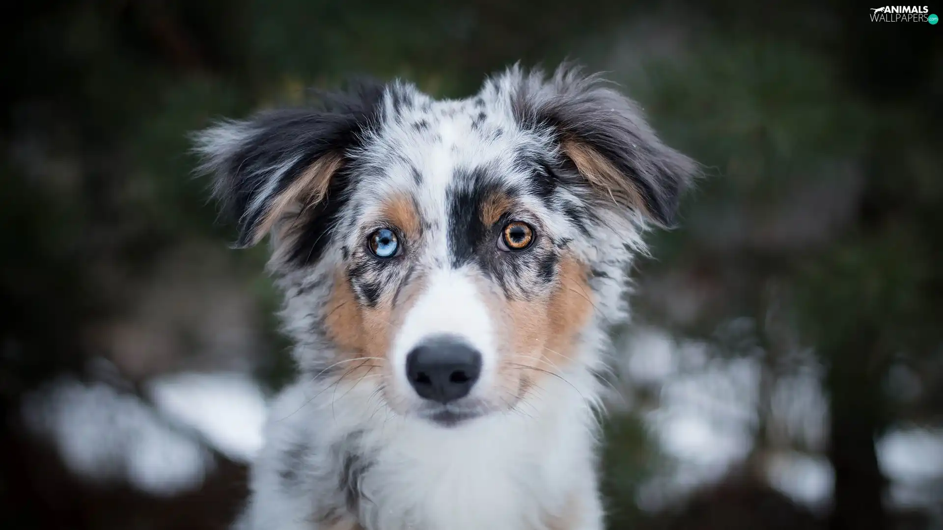 color, Eyes, Australian Shepherd, muzzle, Puppy