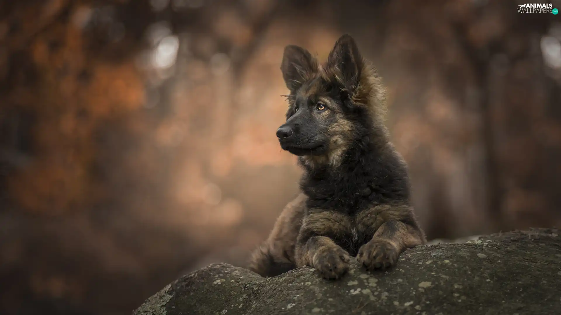 stone, Puppy, German Shepherd