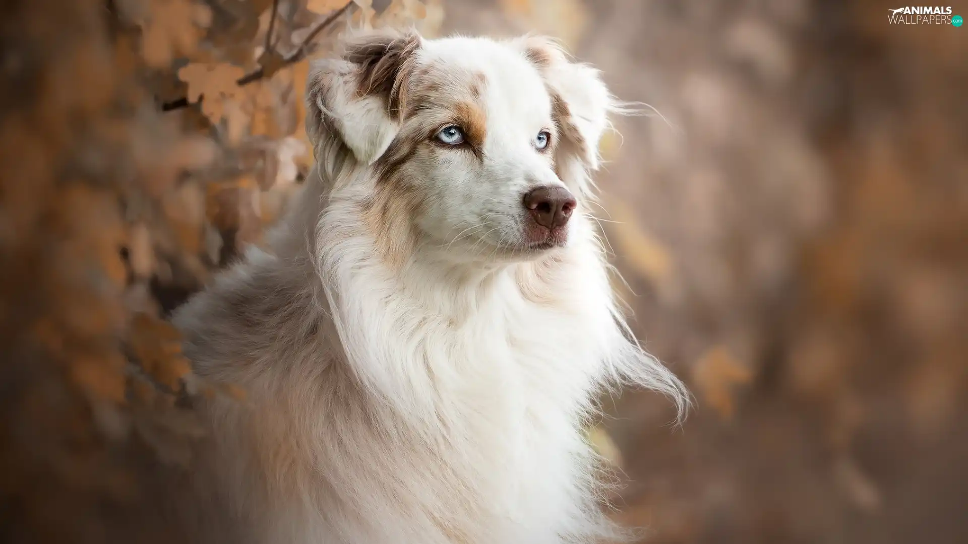 Australian Shepherd, white-beige, dog