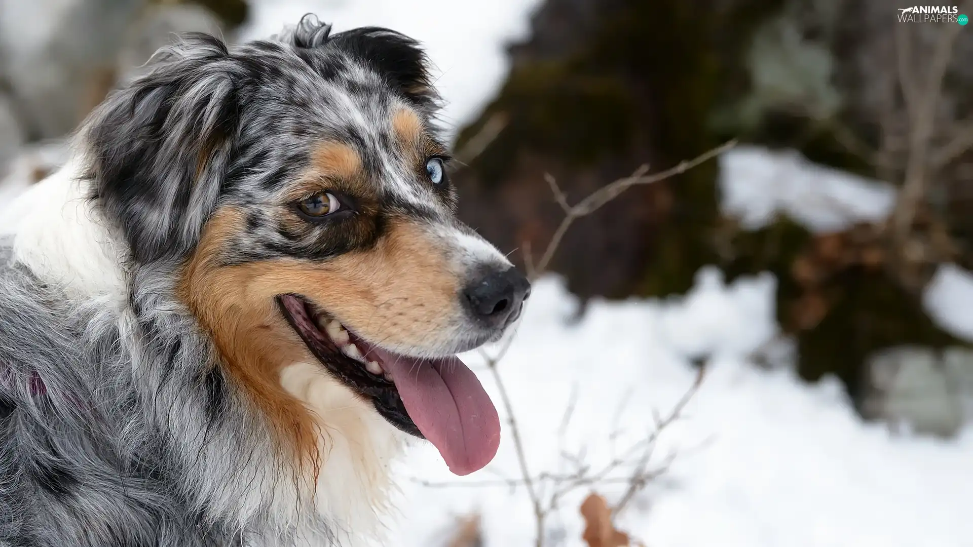winter, dog, Australian Shepherd