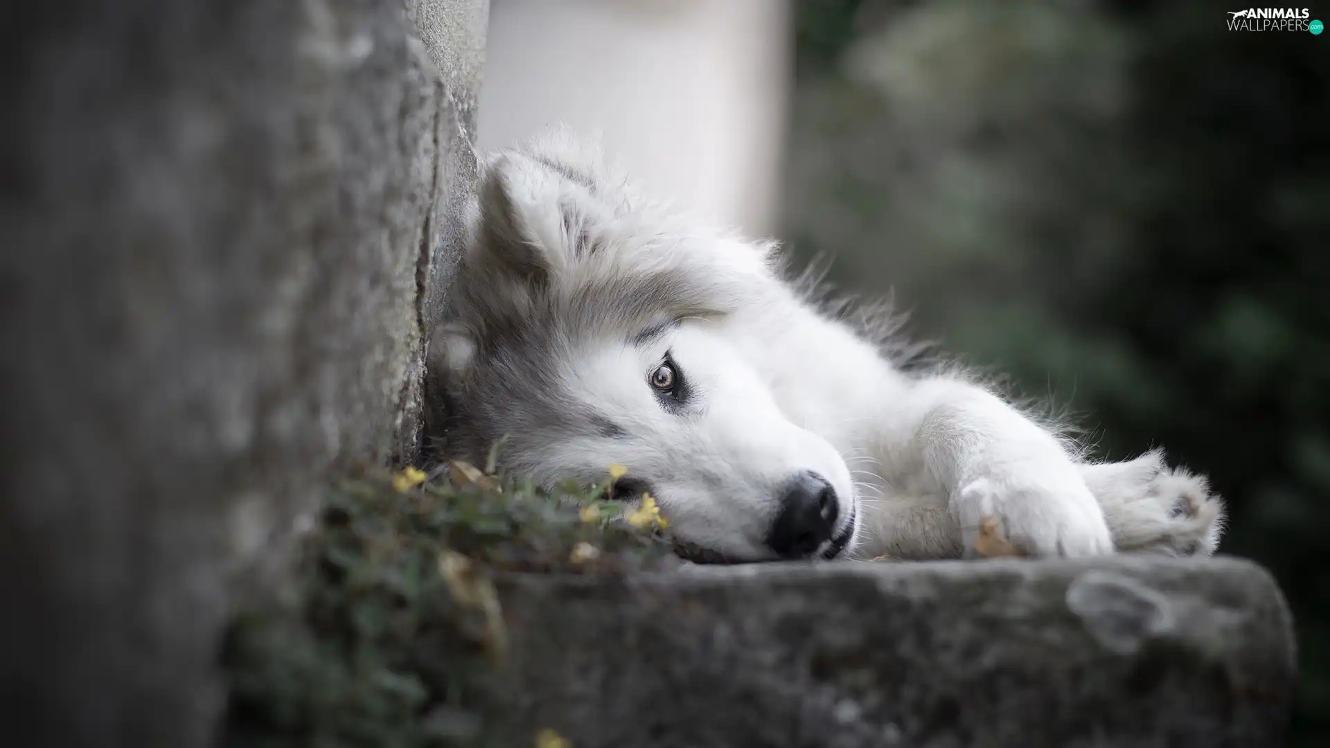 dog, Siberian Husky, ledge, lying