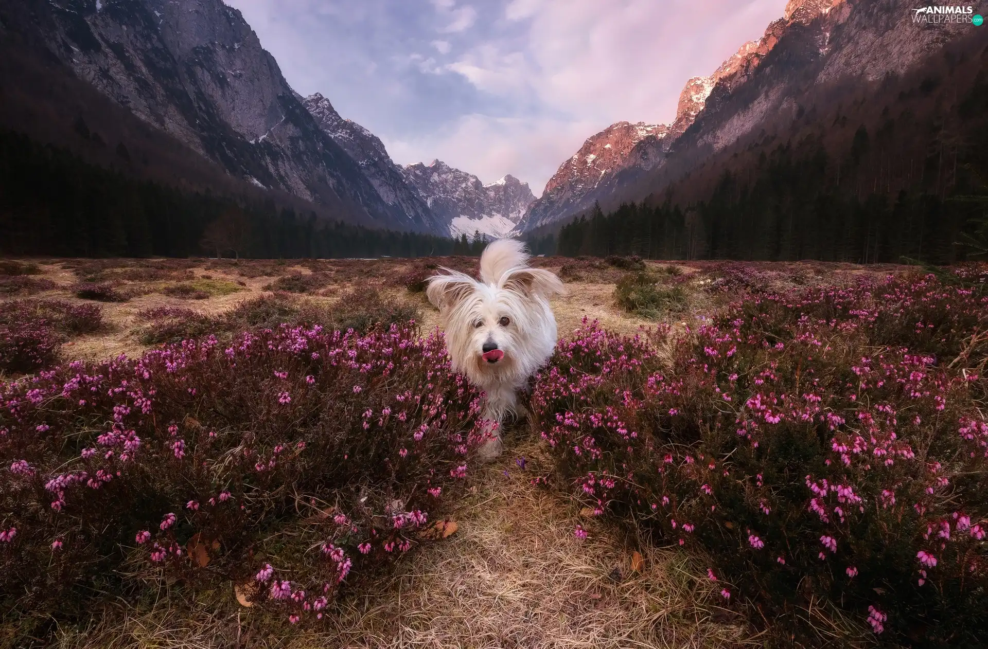 Heath, Krma Valley, trees, heath, viewes, Slovenia, Julian Alps Mountains, dog, rays of the Sun, Flowers