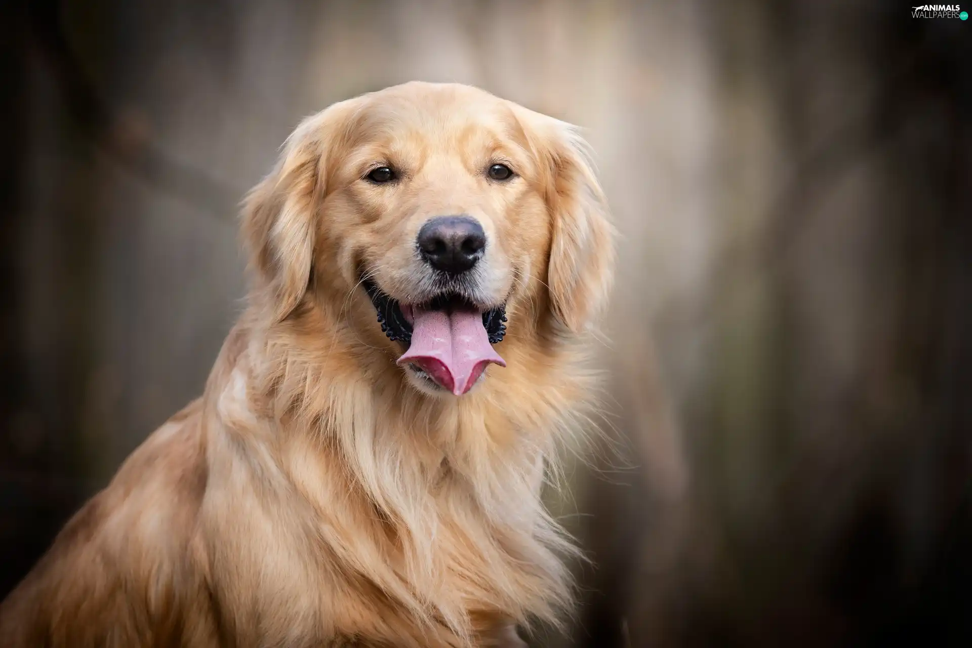 dog, Smile, tongue, Golden Retriever