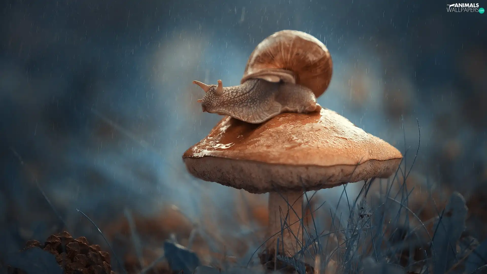 snail, Mushrooms, Rain