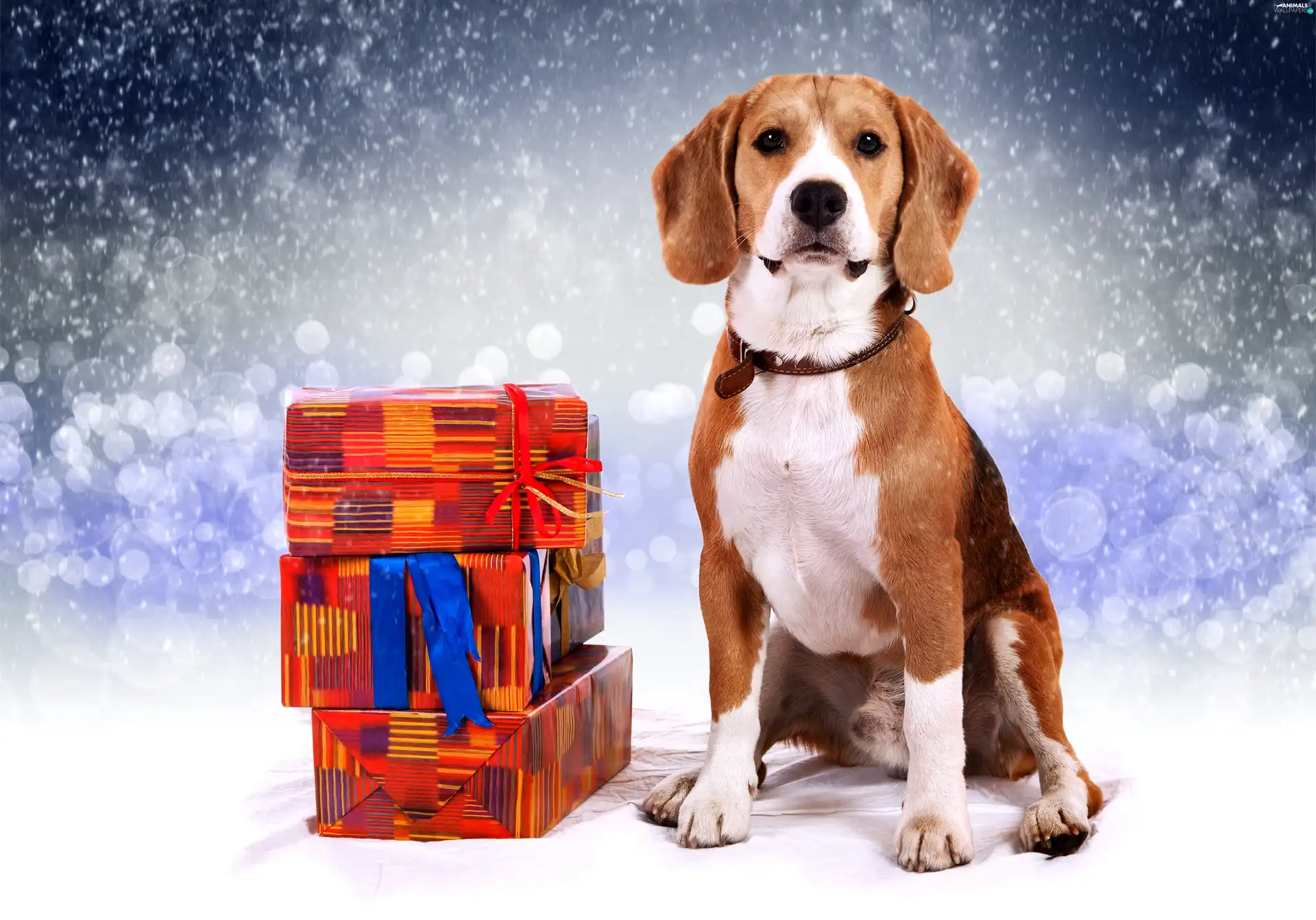 Beagle, incident, snow, gifts