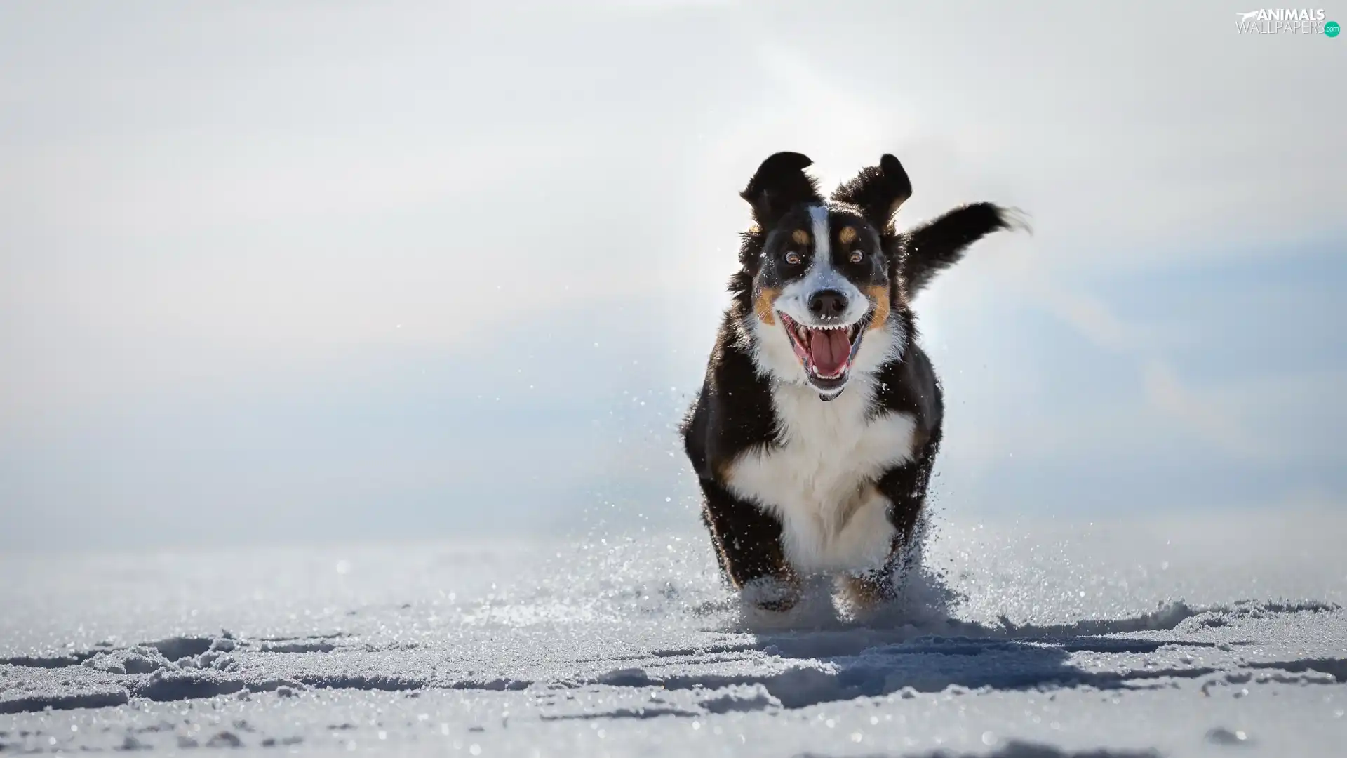 Bernese Mountain Dog, winter, snow, gear