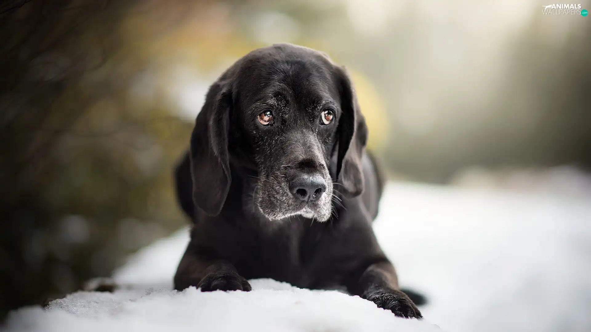 snow, Black, dog