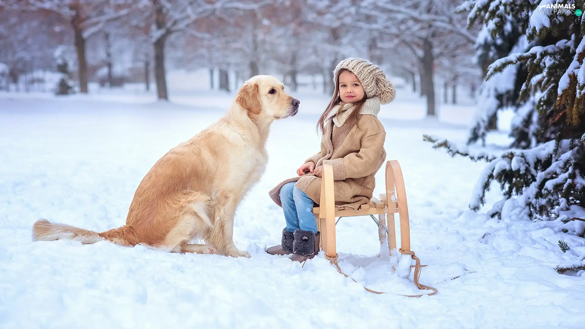 Golden Retriever, girl, snow, winter, sledge, dog