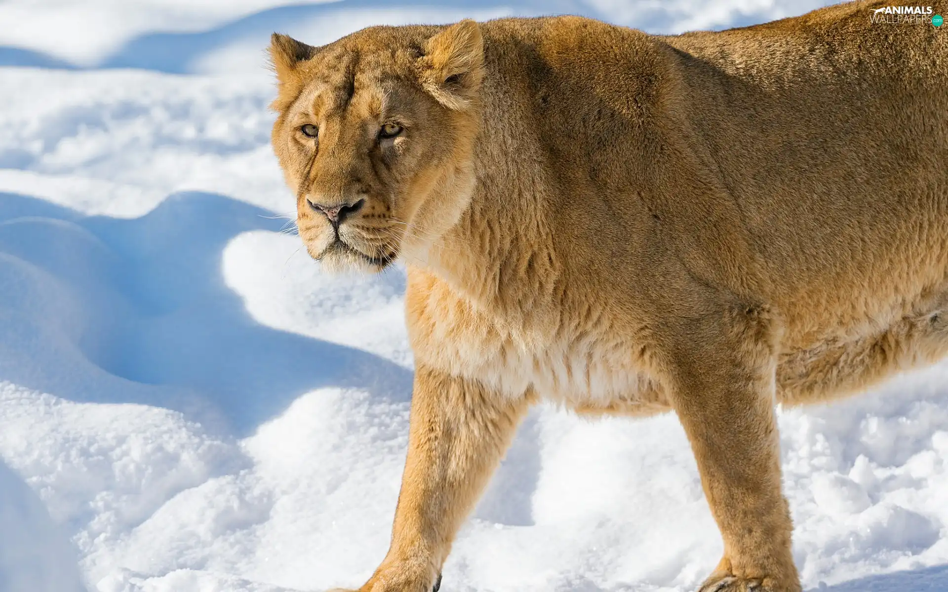 Lioness, snow