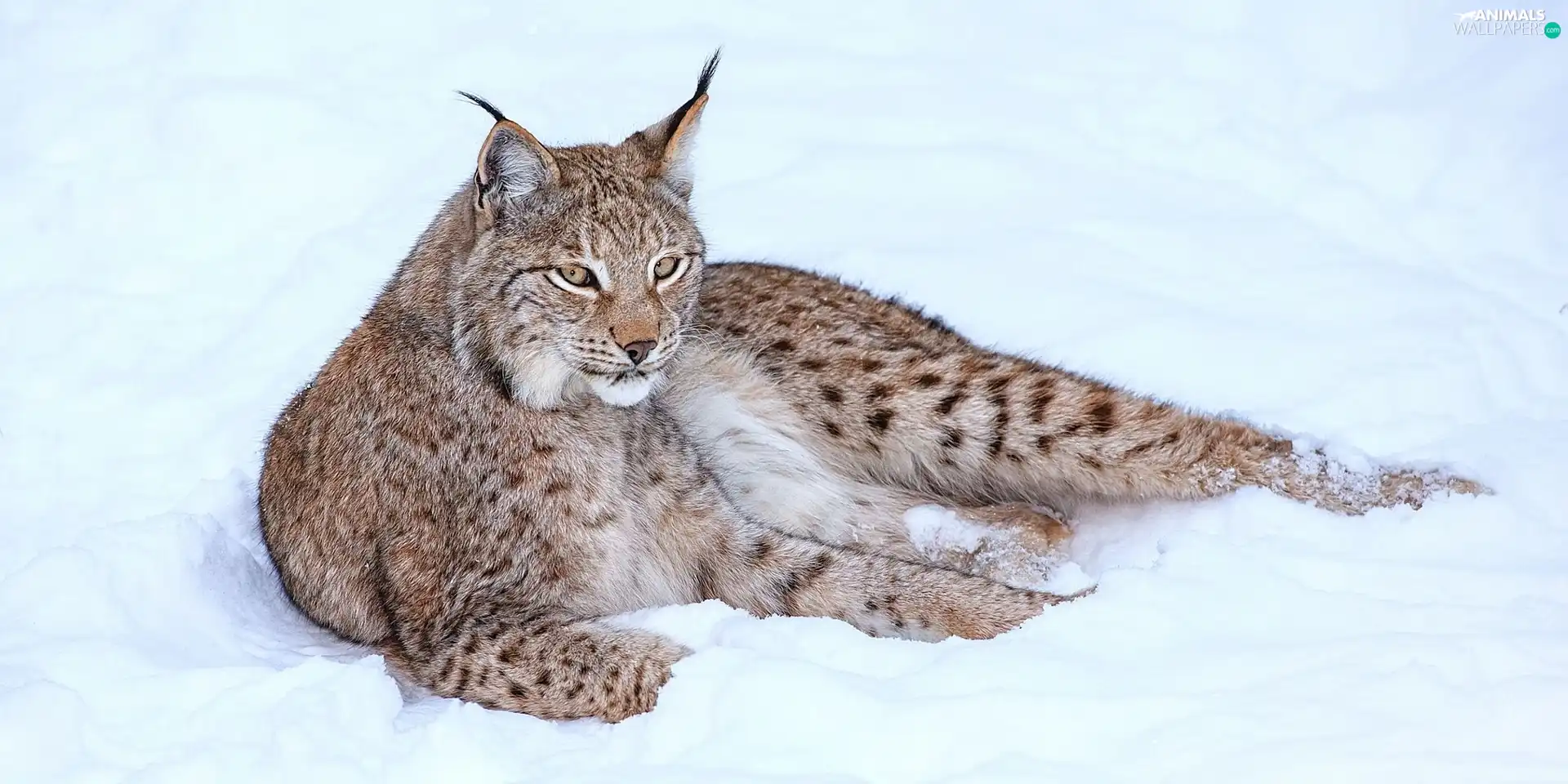 snow, Lynx, resting