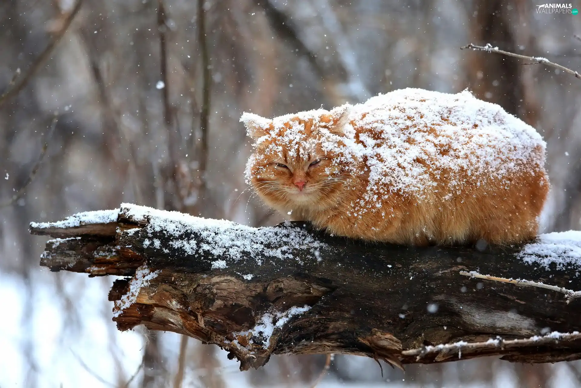 ginger, sprinkle, branch, snow, cat, snow