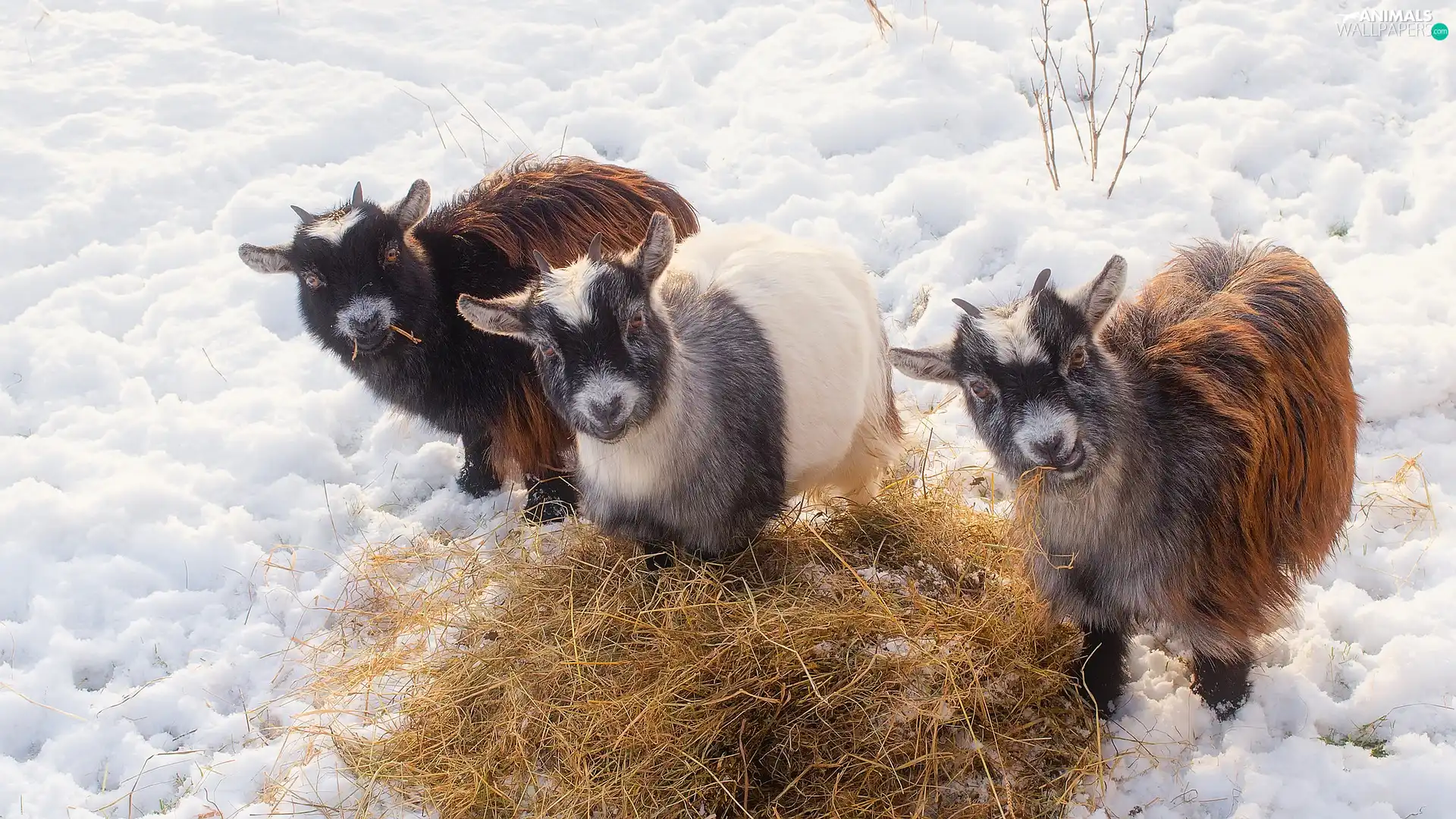 Hay, snow, young, Goats, Three