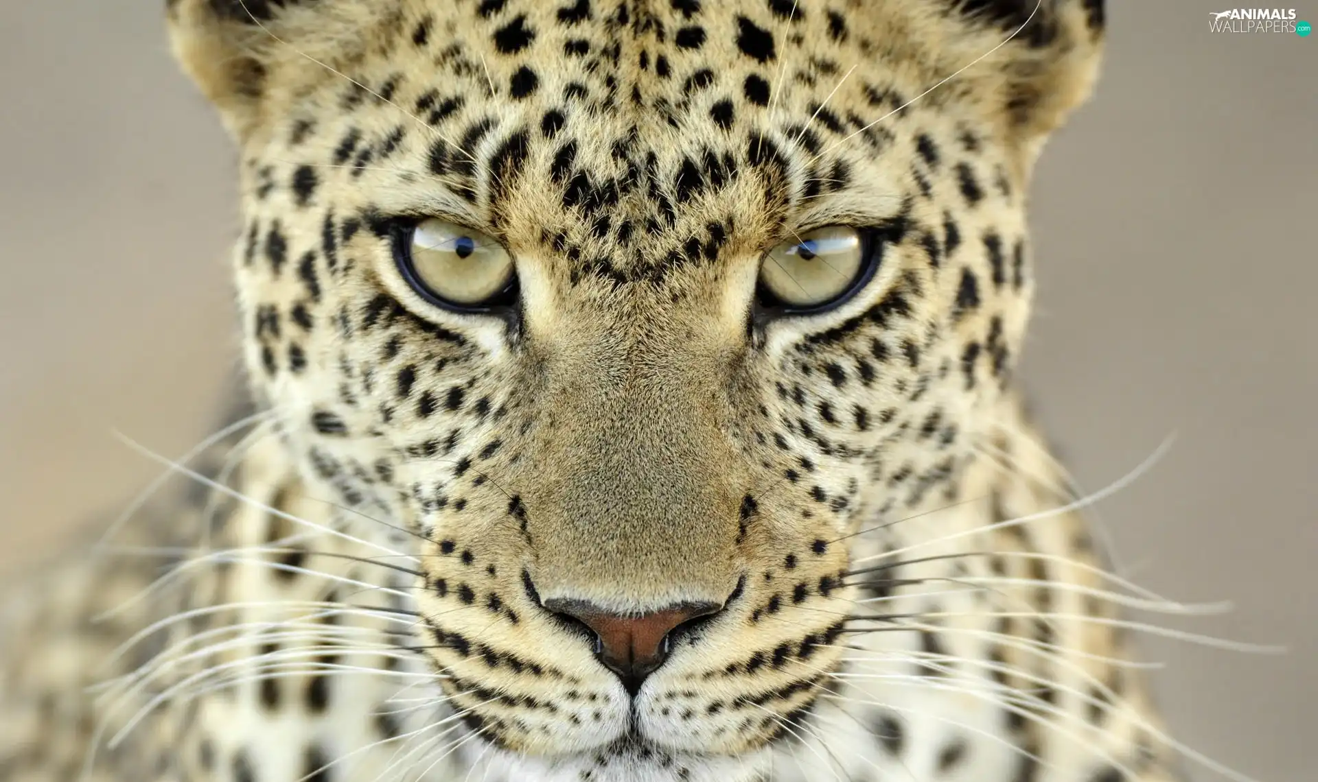 spots, Leopards, hair