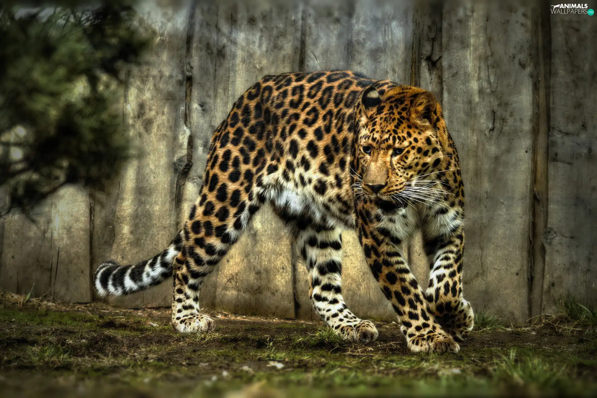 Jaguar, spots