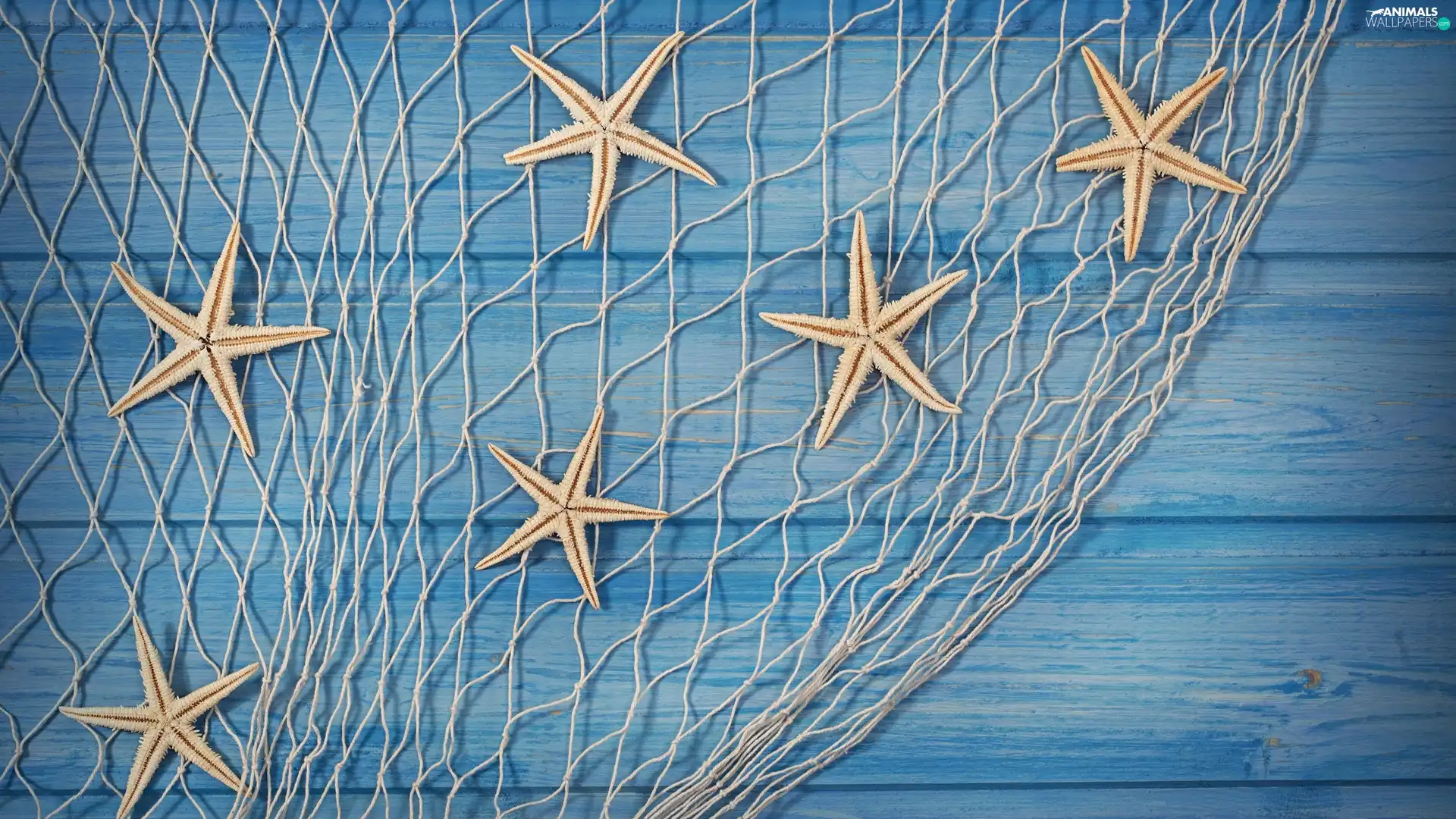 starfish, decoration, net