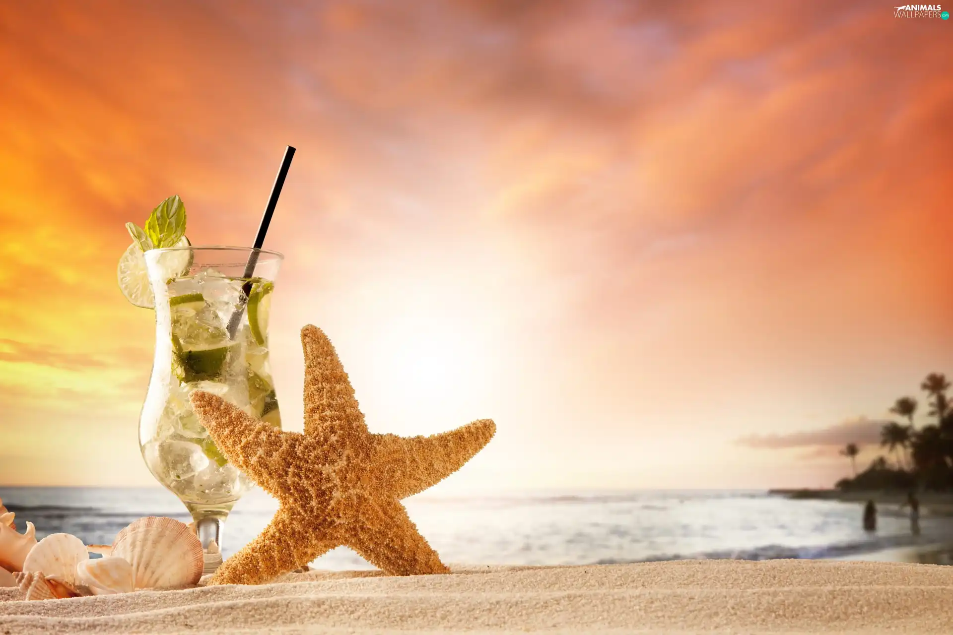 Shells, Mojito, Sand, starfish, Drink, Beaches, holiday