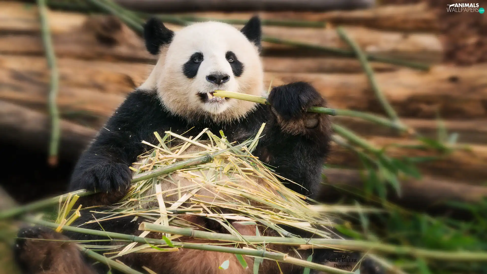 stems, Panda, bamboo