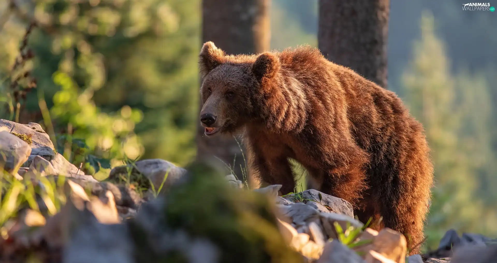 forest, Brown bear, Stones