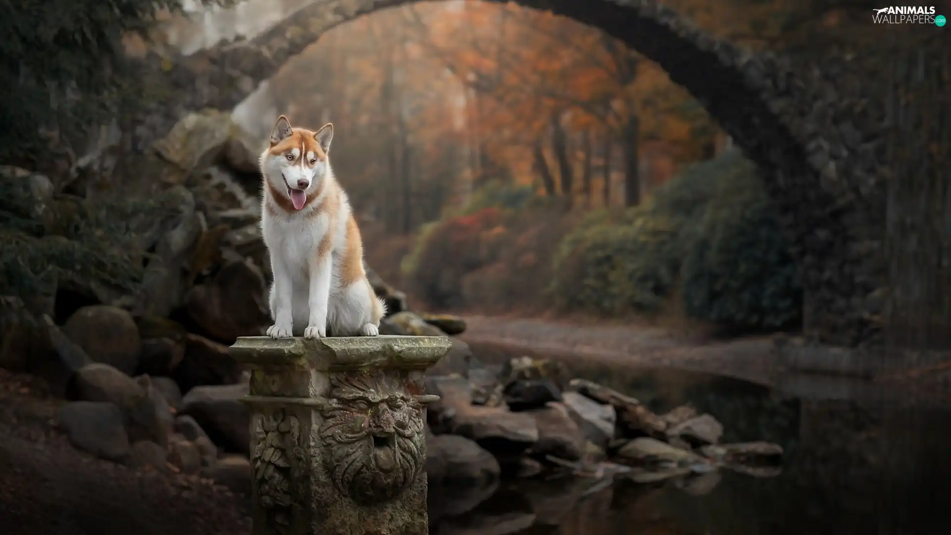 pedestal, dog, bridges, stream, Stones, Siberian Husky