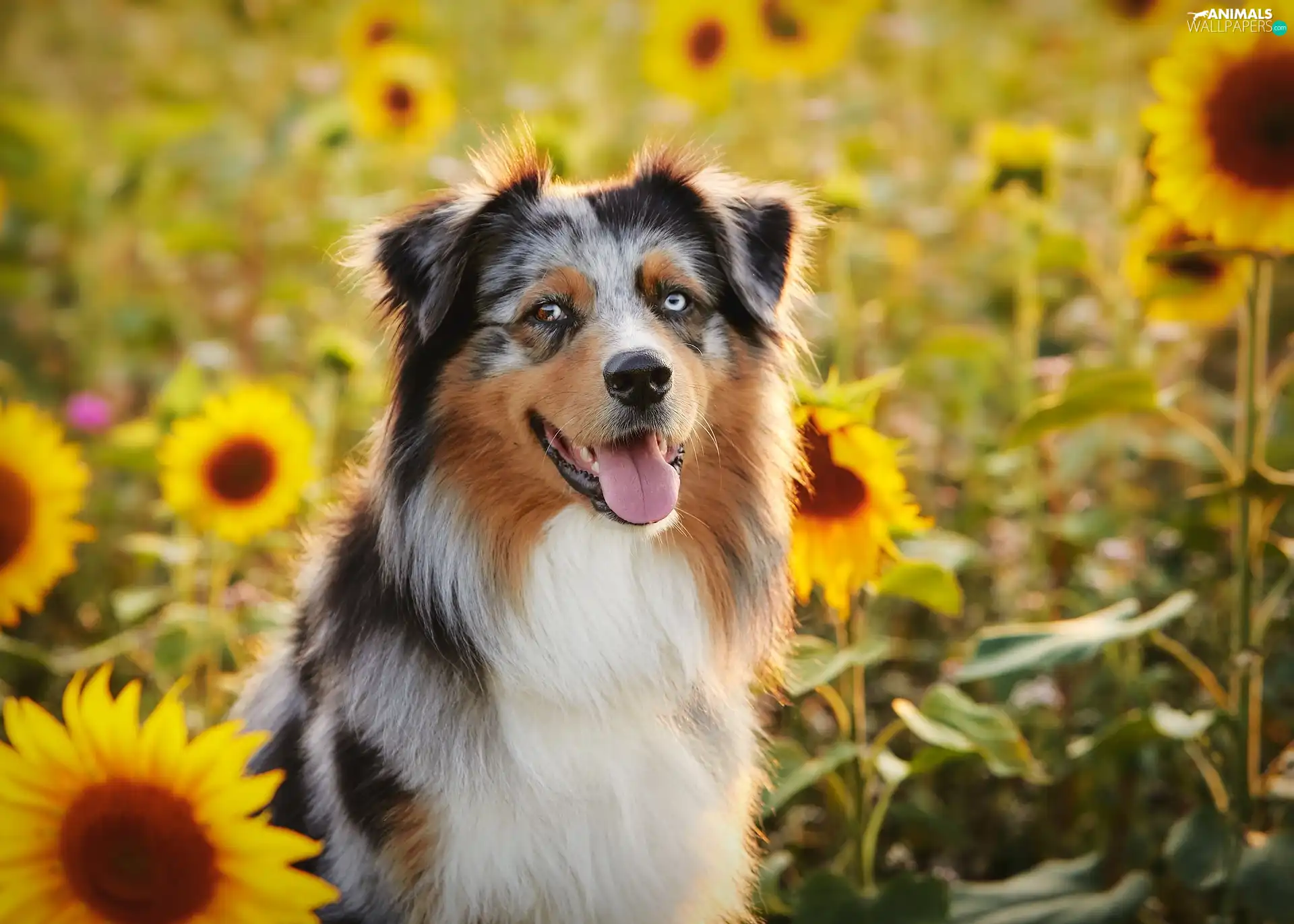 dog, tongue, Nice sunflowers, Australian Shepherd