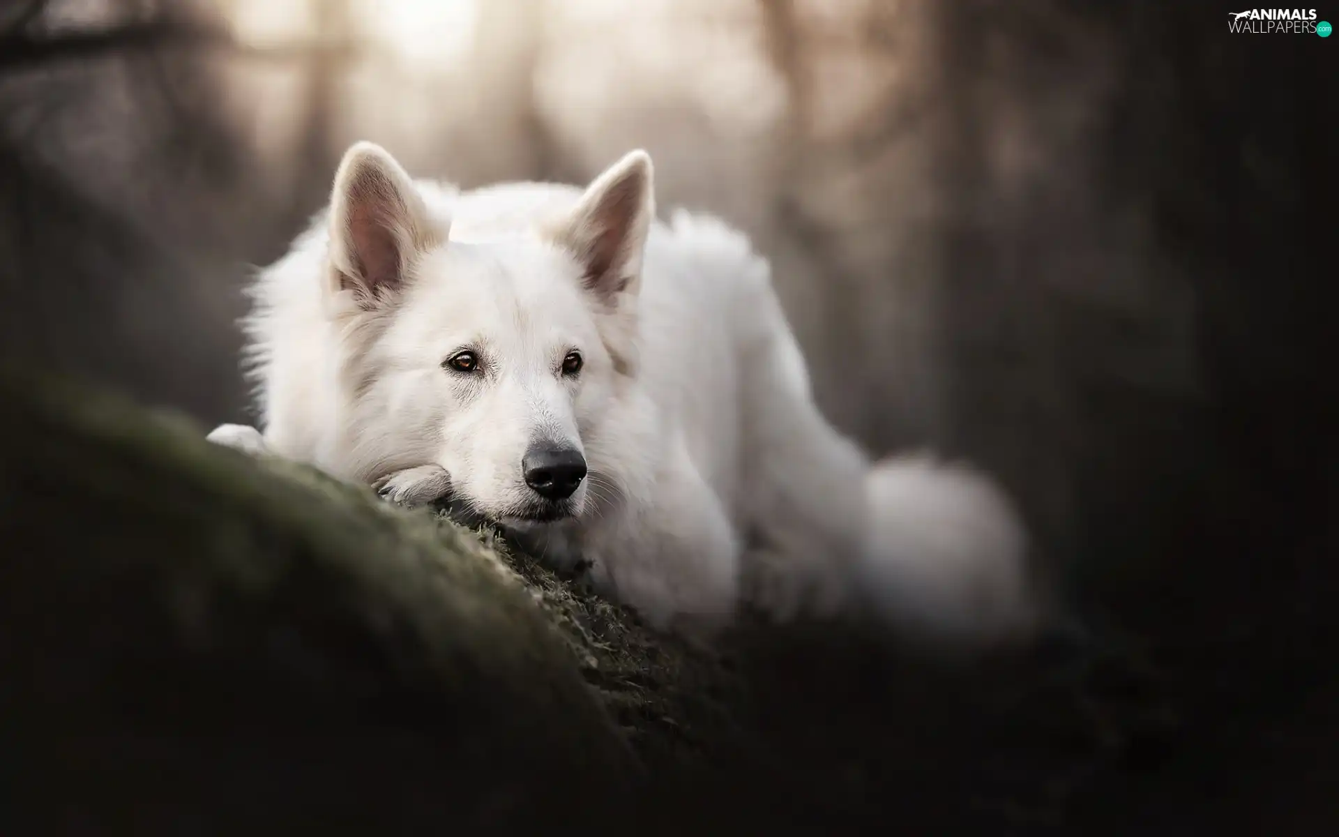 White Swiss Shepherd, lying, dog