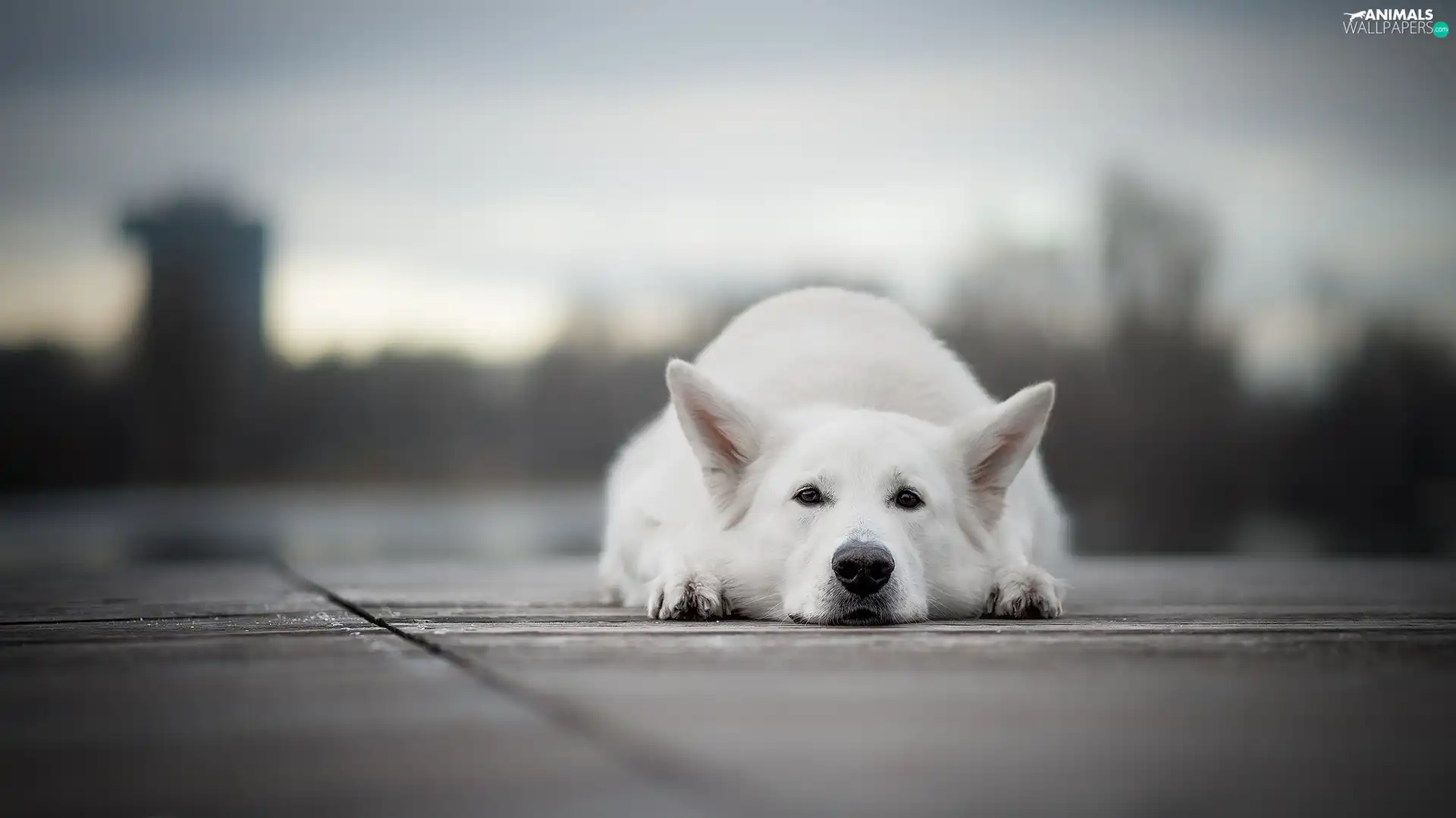 White Swiss Shepherd, dog, lying
