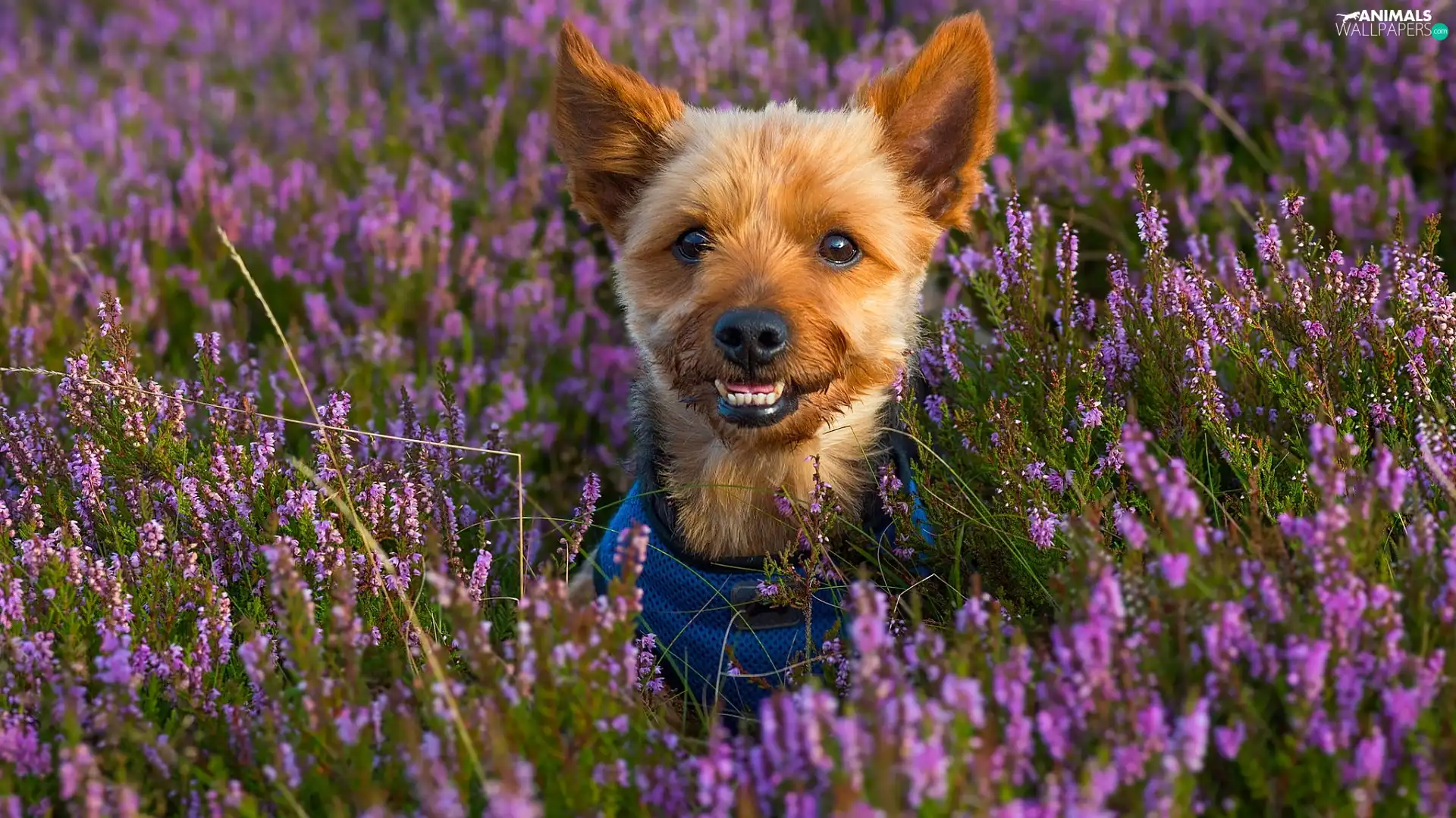 heathers, dog, Yorkshire Terrier