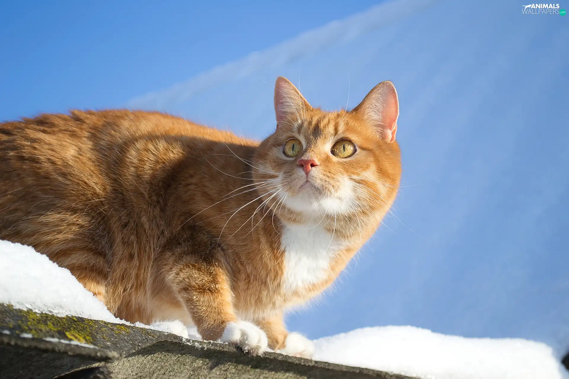 snow, Sky, cat, the roof, ginger