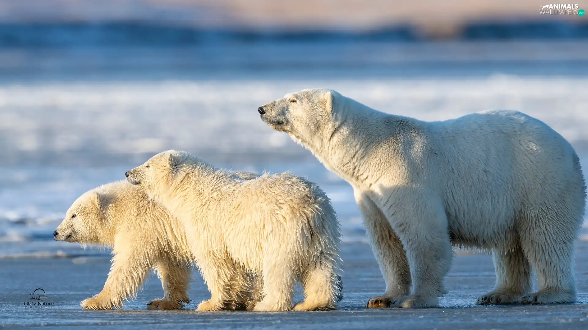 Three, Polar Bears