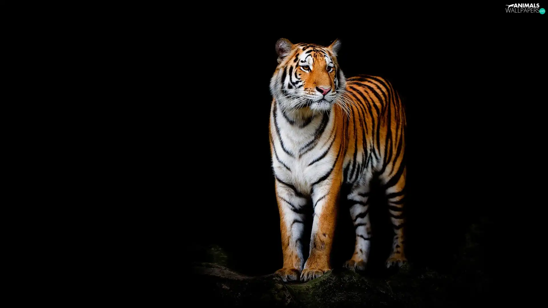 tiger, black background