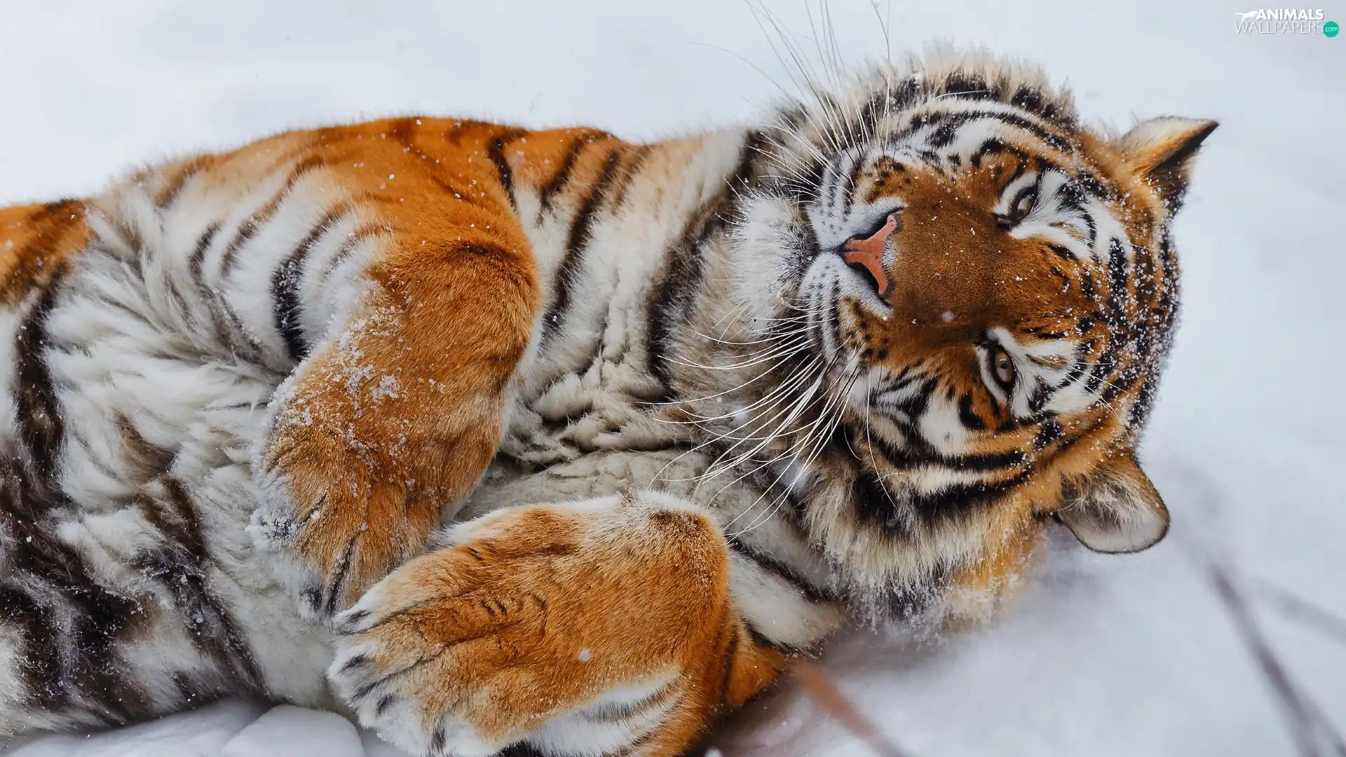lying, paws, snow, tiger