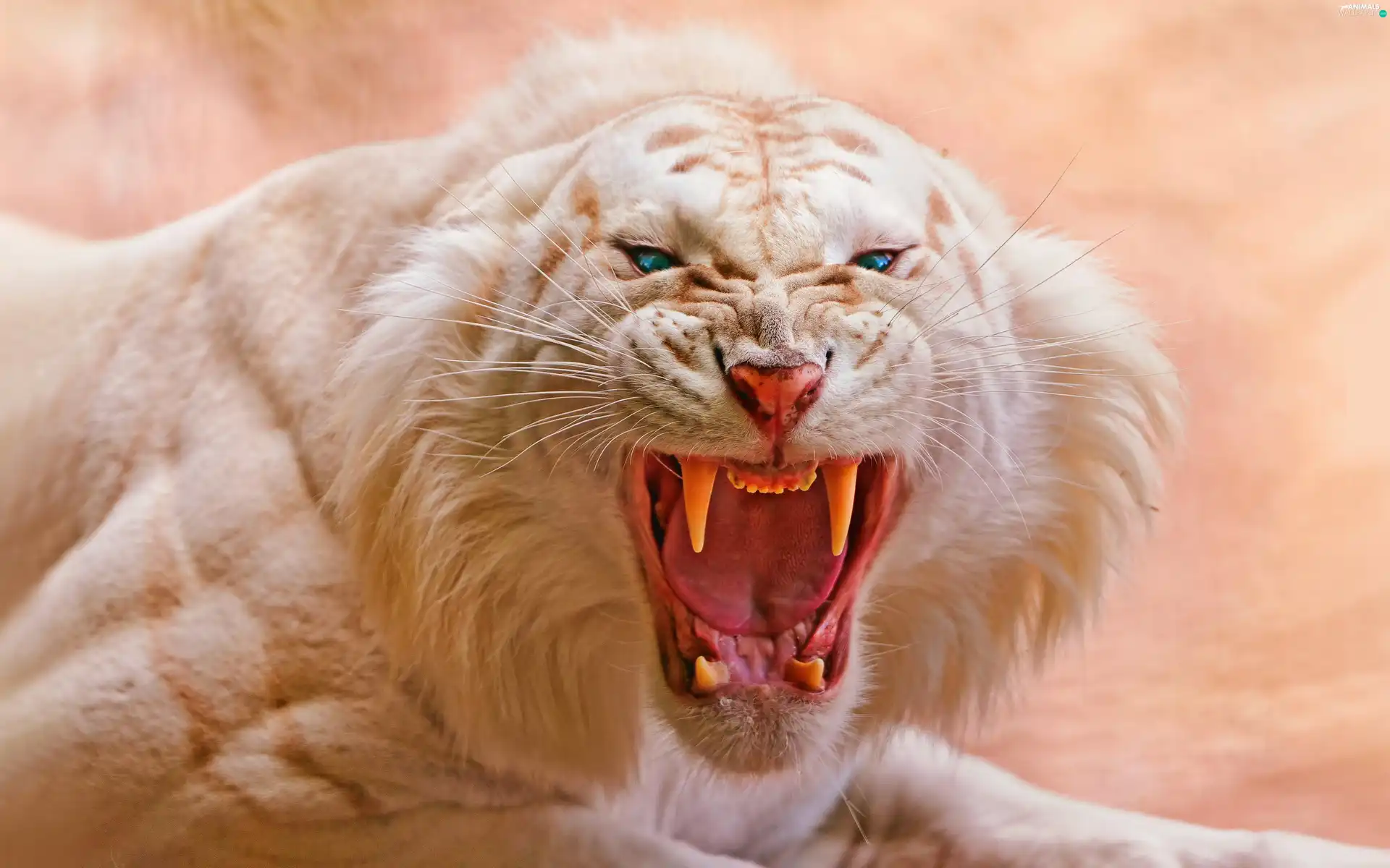 tiger, enraged, White