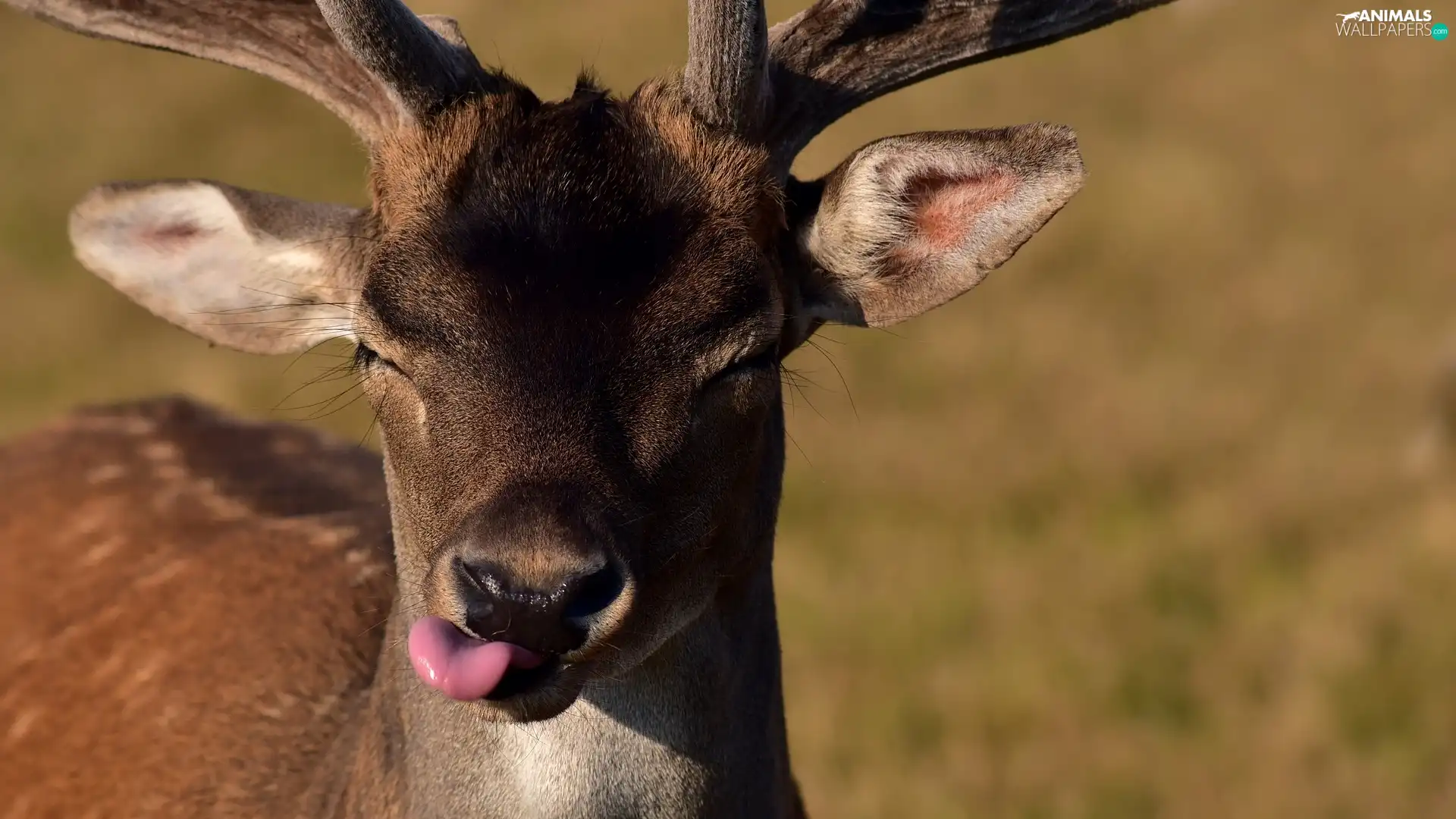 Tounge, young, fawn